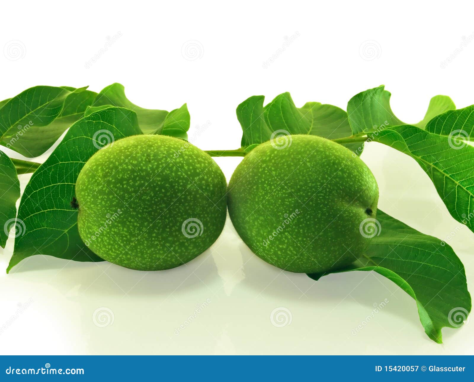 A Pair of Green Unripe Walnuts. Stock Image Image of close, growth