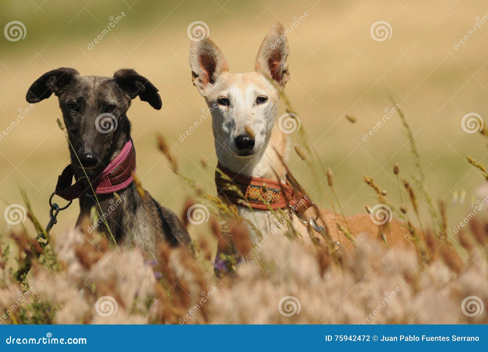 Pair of Greyhounds in the Field Stock Photo Image of greyhounds, beak