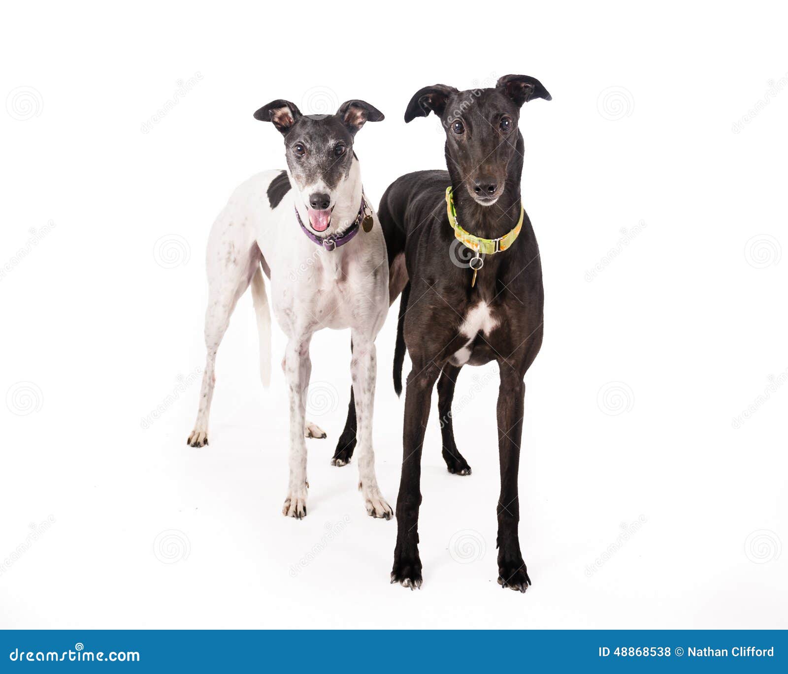 Pair of Greyhounds stock photo. Image of breed, background 48868538