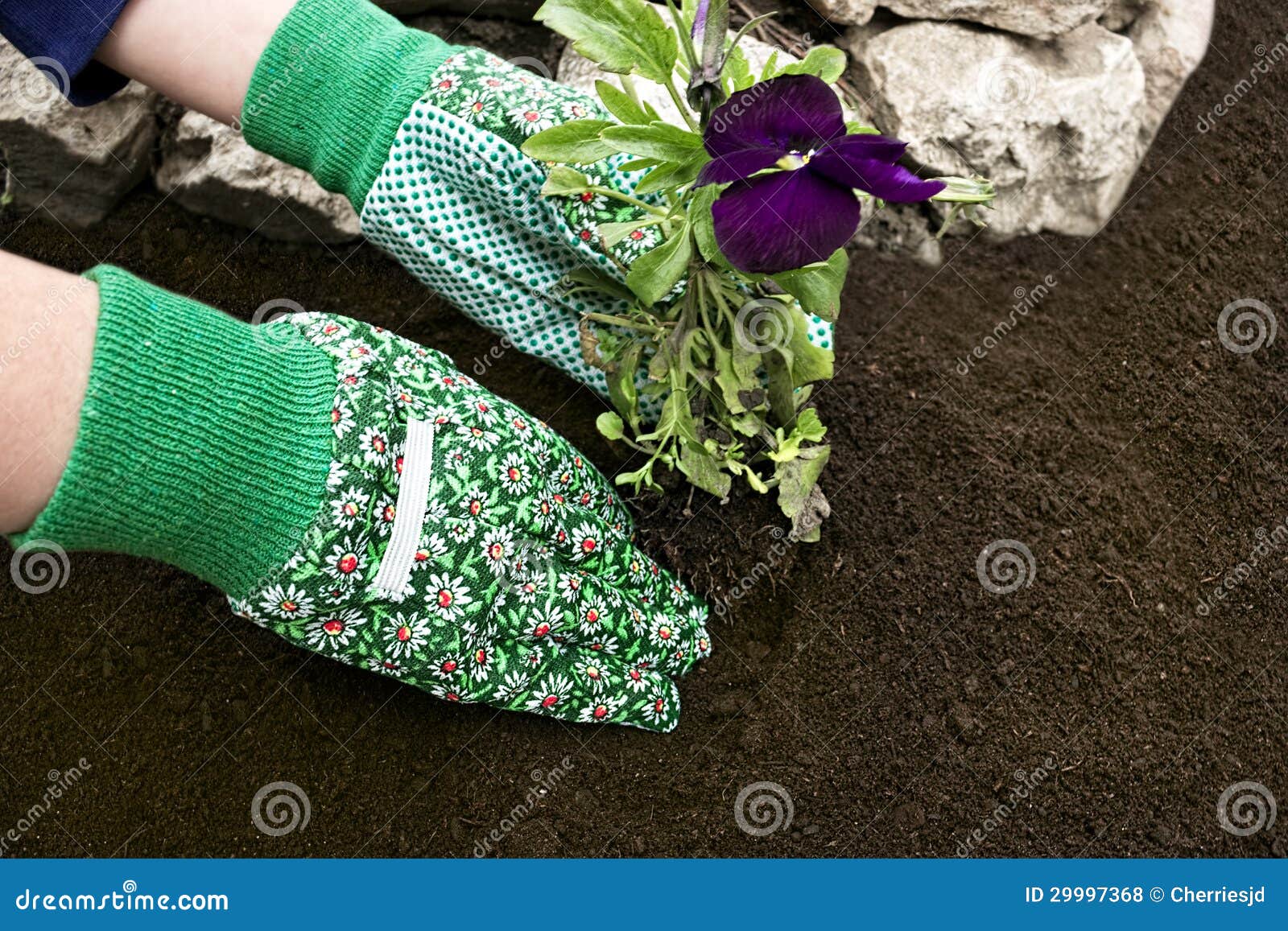Planting Flowers stock photo. Image of outdoor, horizontal 29997368