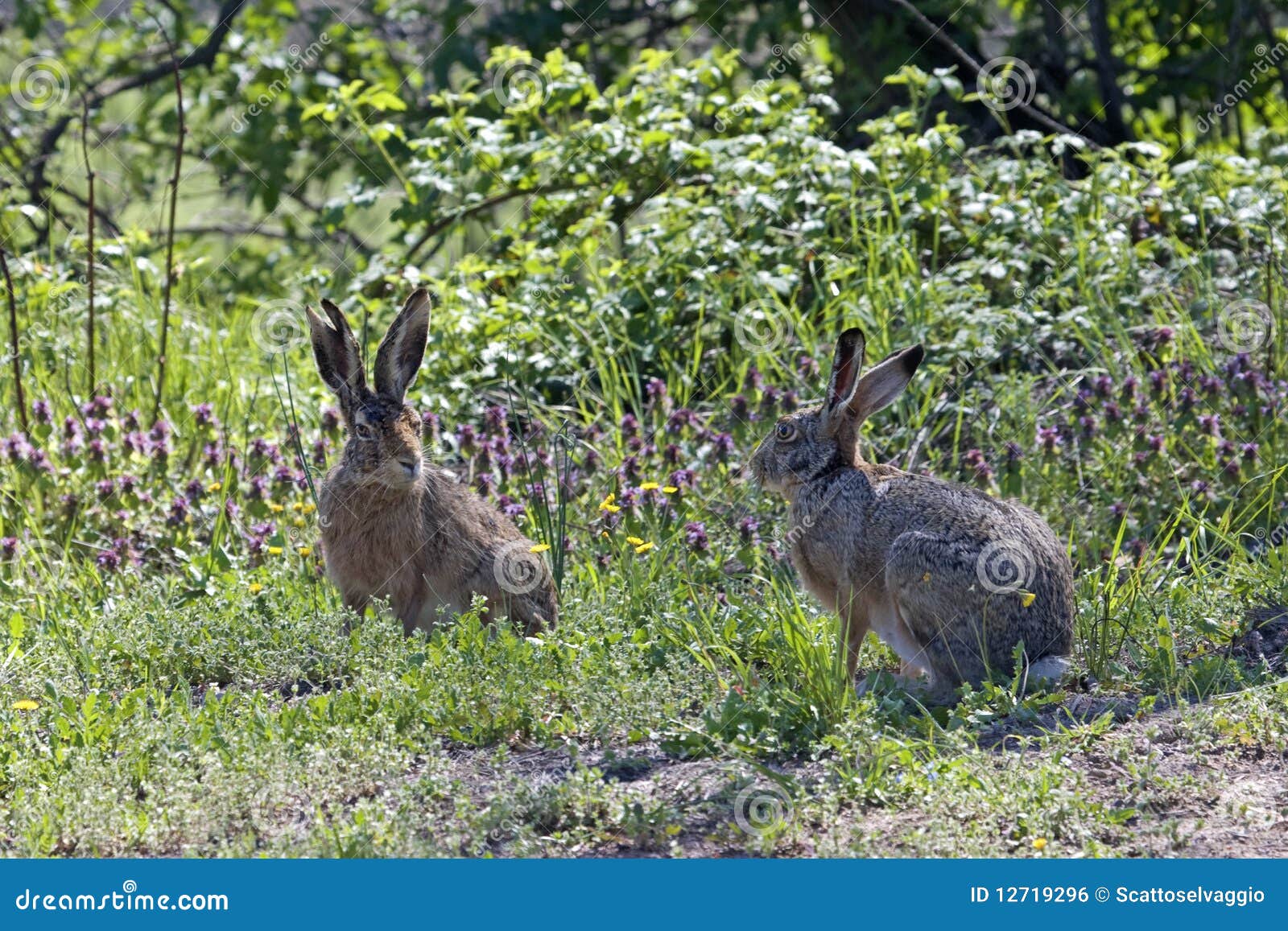 Pair of Hares during the Breeding Season Stock Photo Image of