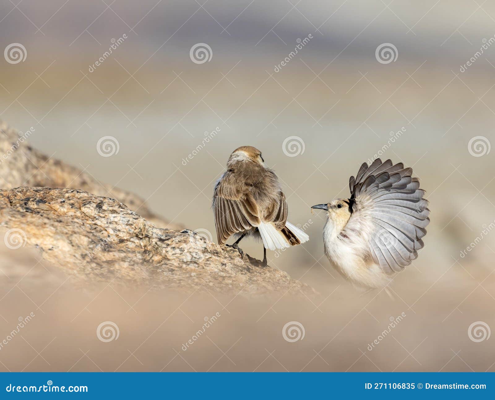a pair of himalayan ground tit pseudopodoces humilis