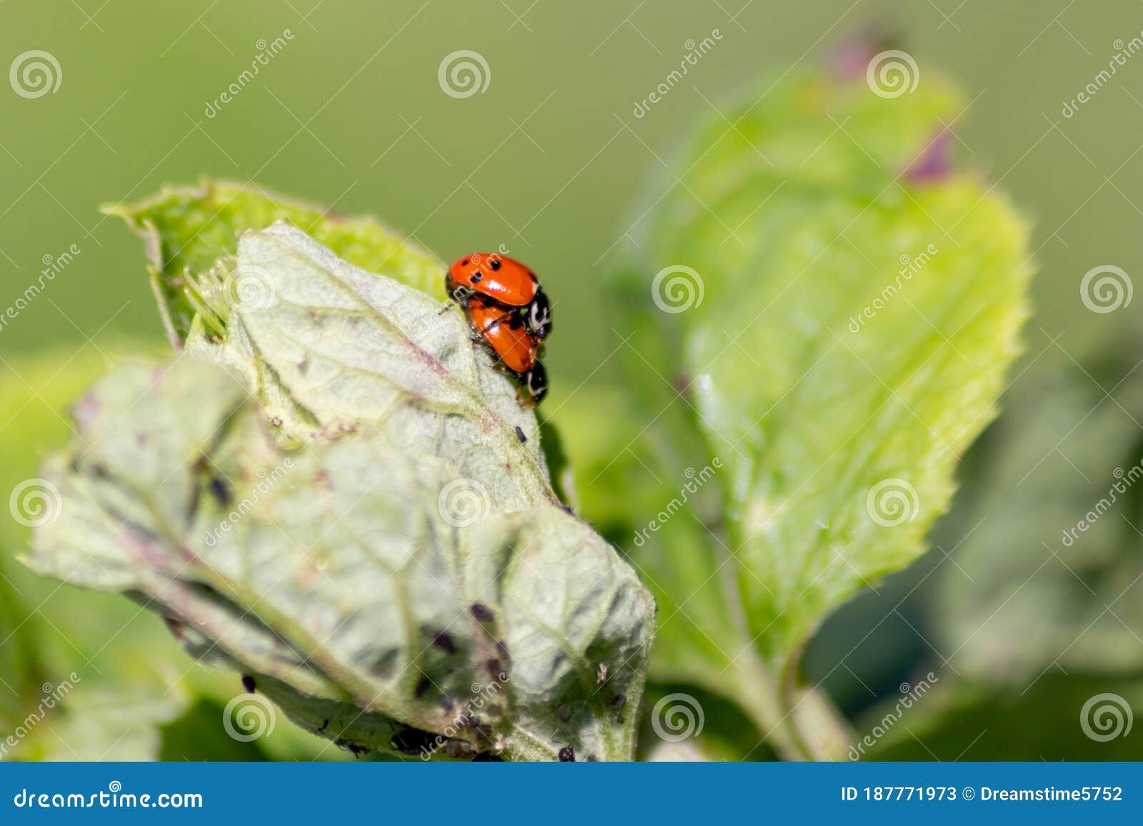 Pair Of Ladybugs Having Sex On A Leaf As Couple In Close