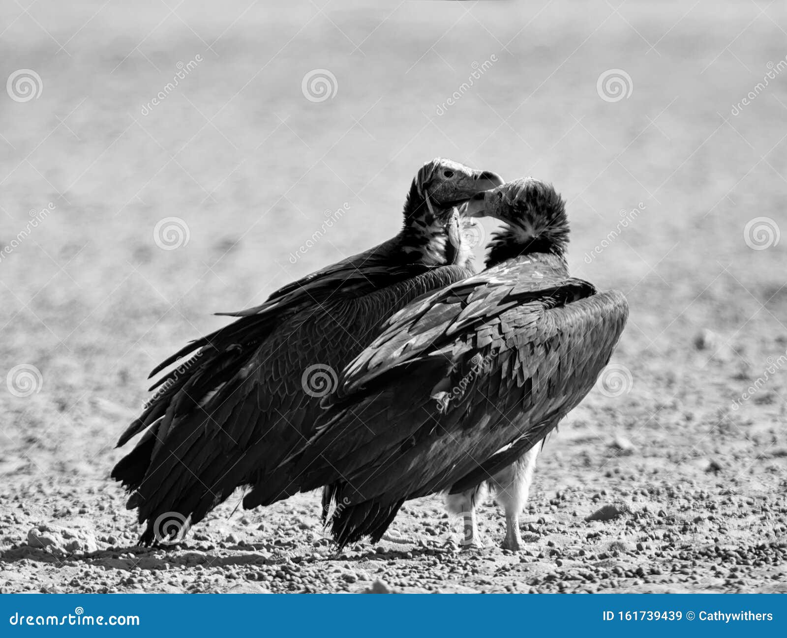 Lappet-Faced Vultures stock image. Image of prey, lappet 