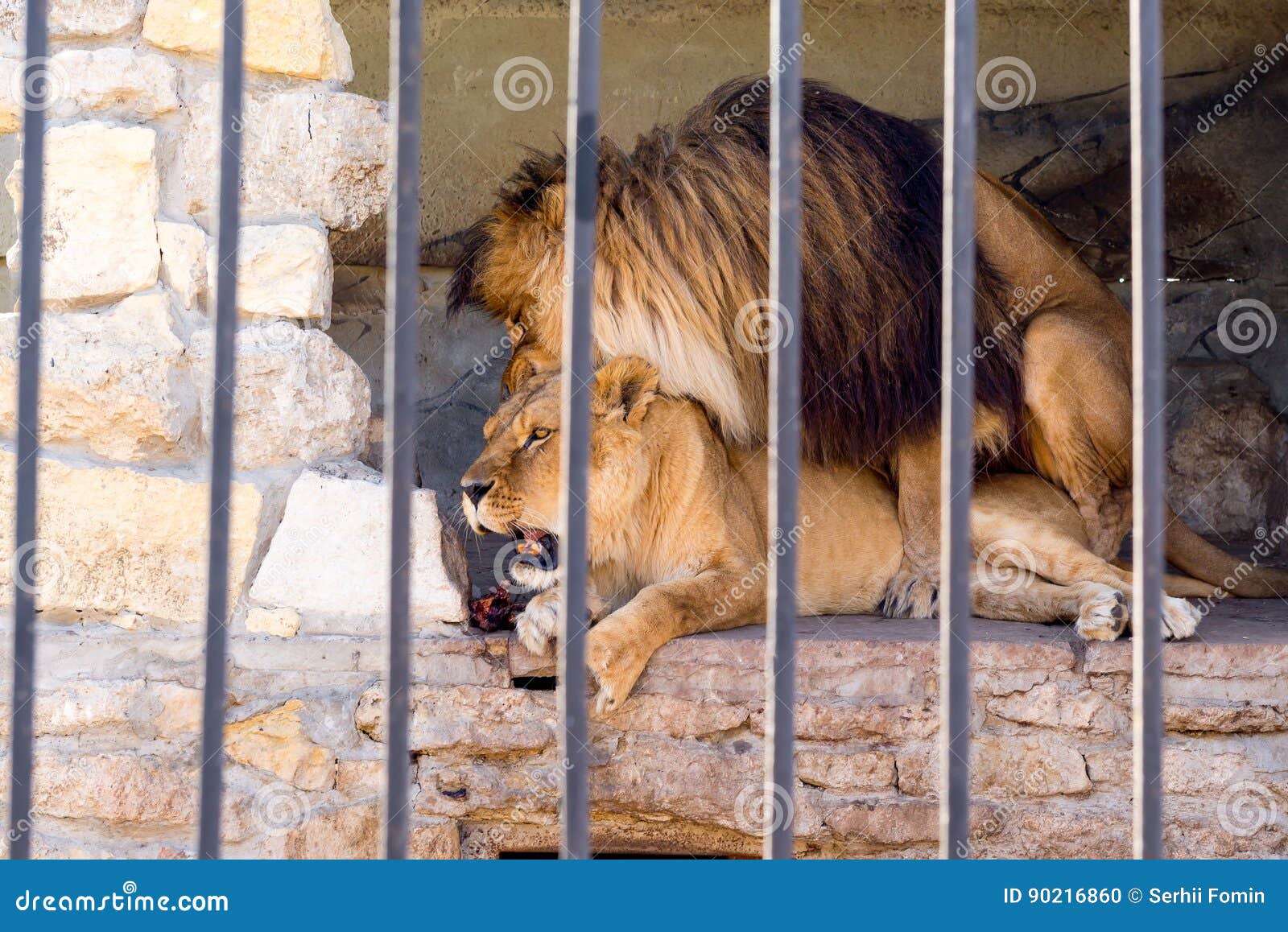 A Pair of Lions in Captivity in a Zoo Behind Bars. Marriage Period for Lions. Animal Instinct. Stock Photo - Image of pair, africa: 90216860 A Pair of Lions in Captivity in a Zoo Behind Bars. Marriage Period for Lions. Animal Instinct. Stock Photo - Image of pair, africa: 90216860