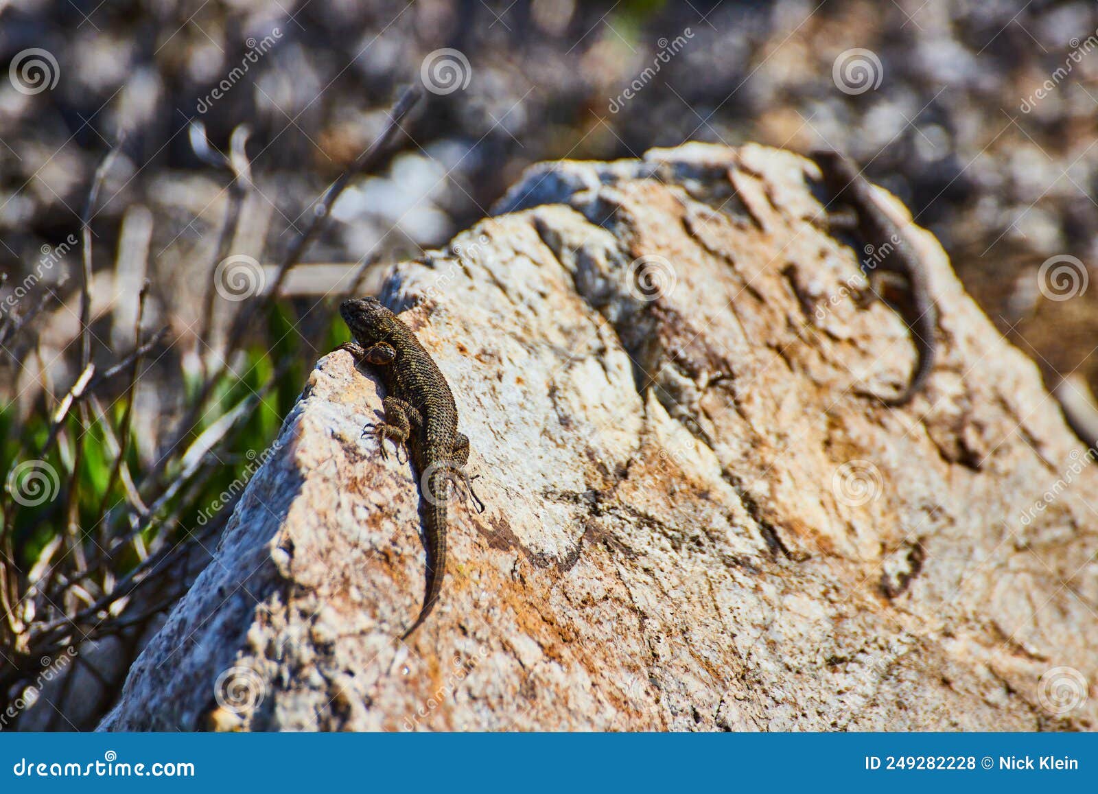 Pair of Lizards Resting on Rock Next To Beach Stock Photo Image of