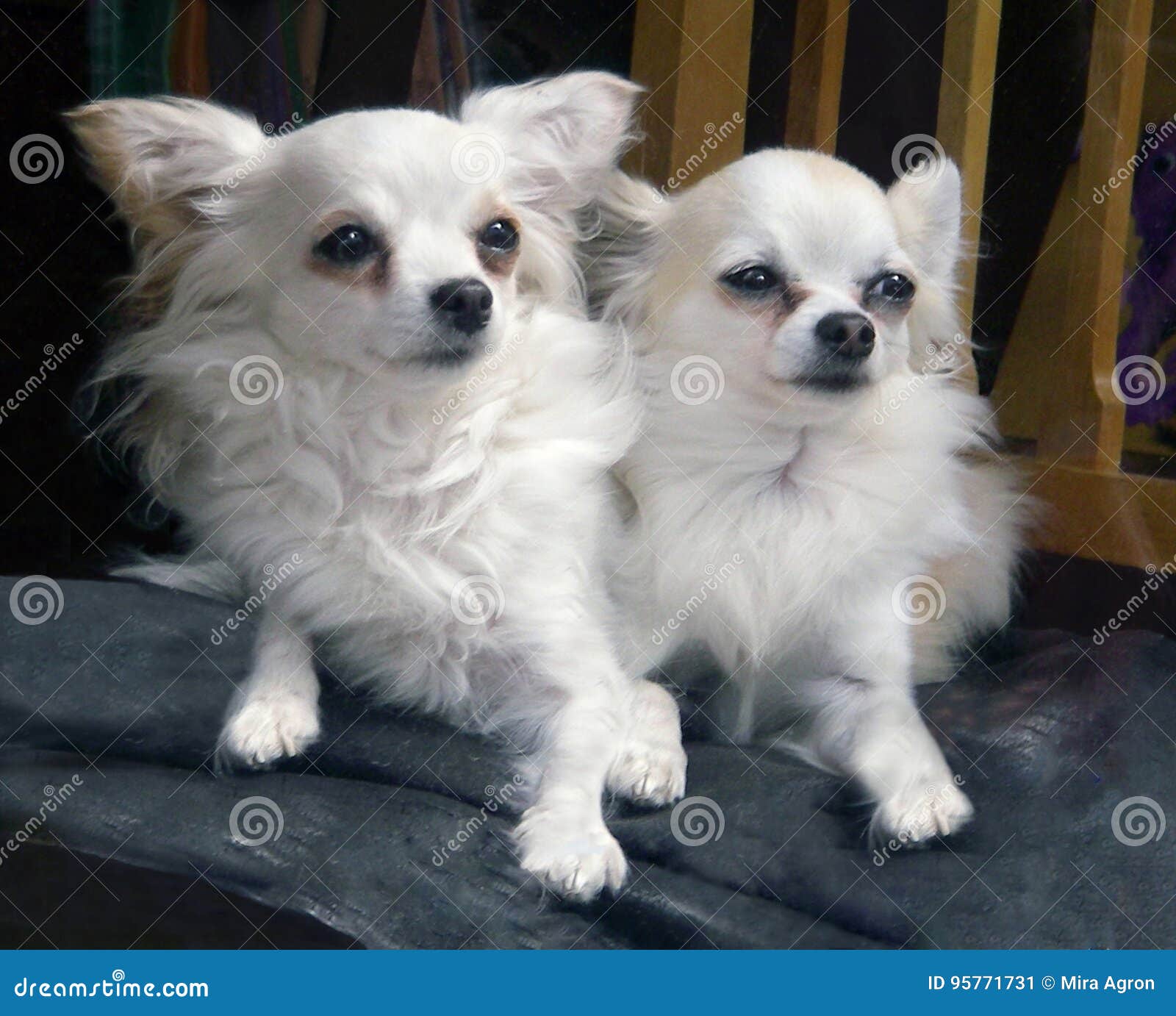 white long haired chihuahua