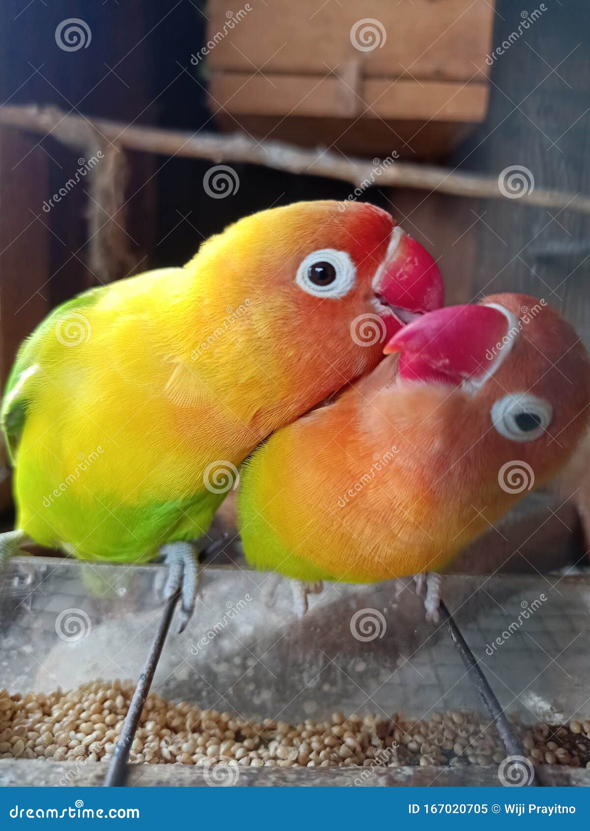 love birds that are kissing