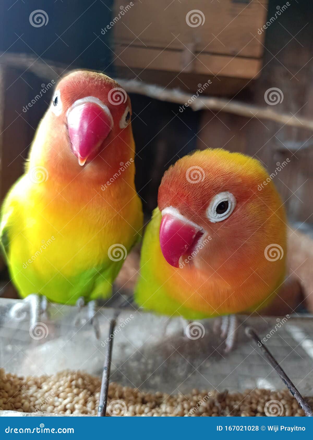 a pair of love birds