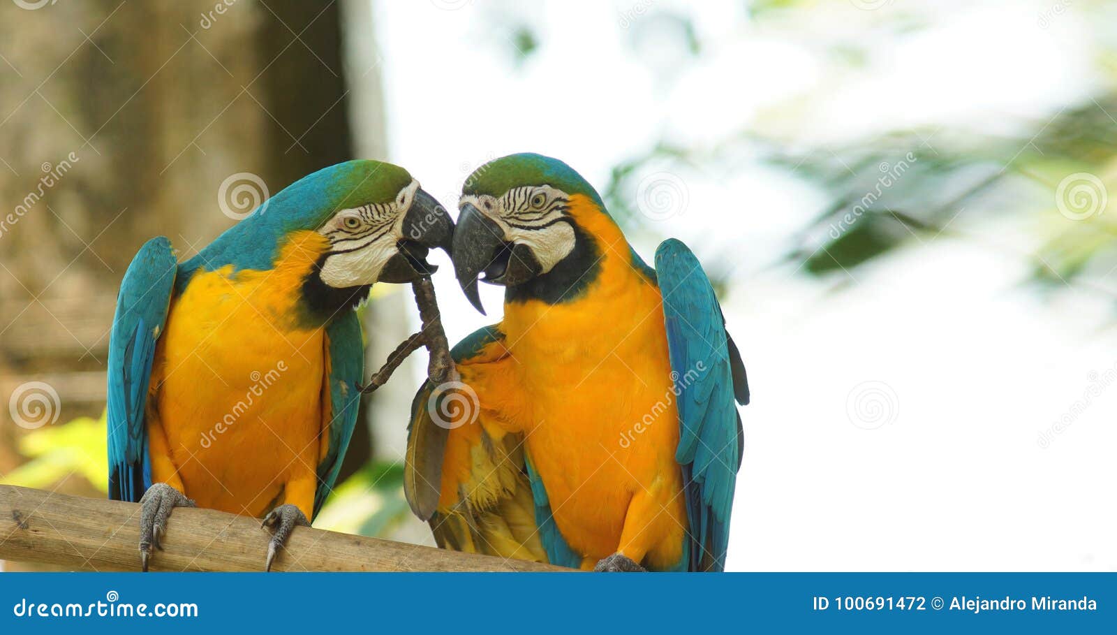 pair of macaws on a branch in ecuadorian amazon. common names: guacamayo or papagayo