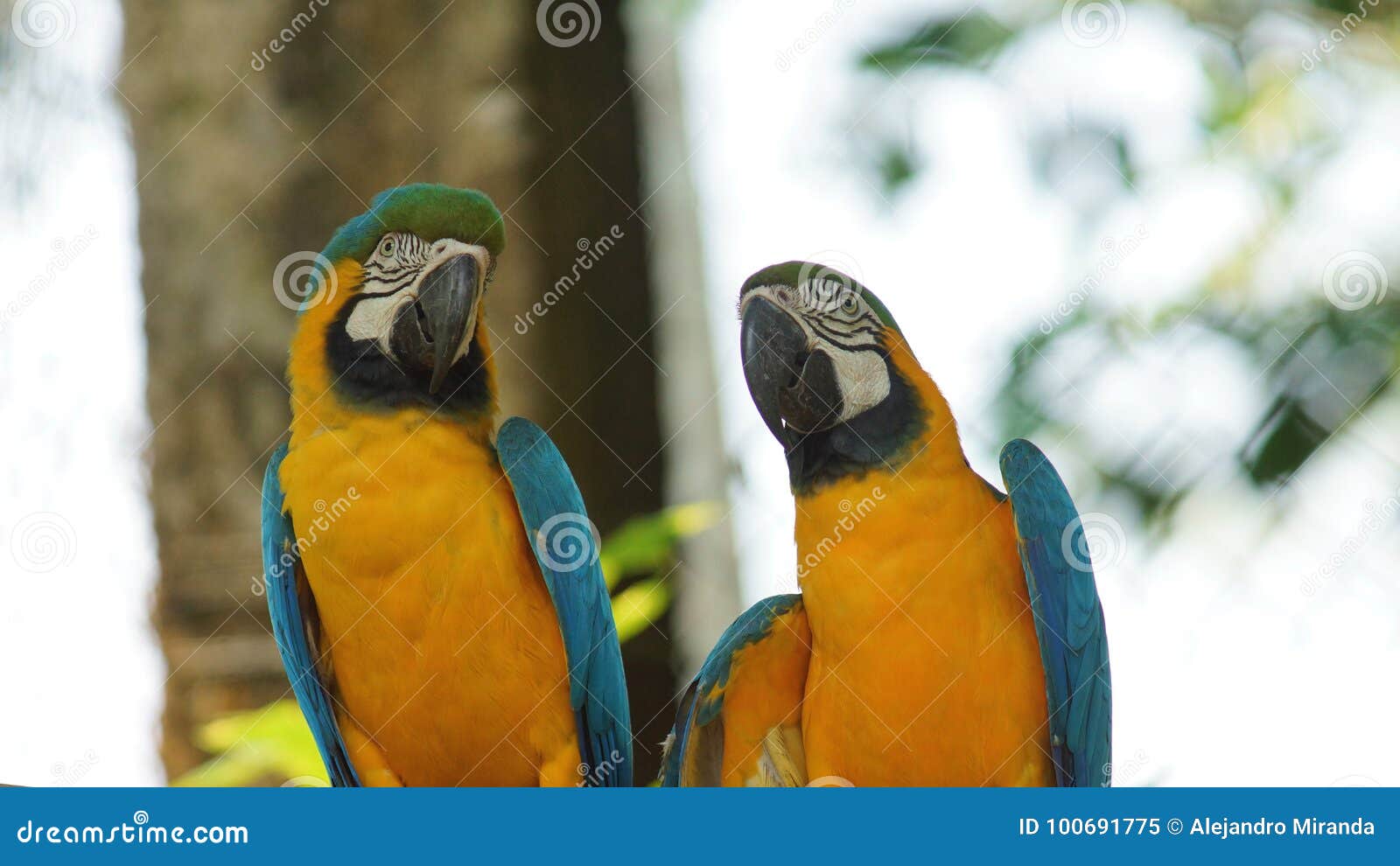 pair of macaws on white background in ecuadorian amazon. common names: guacamayo or papagayo