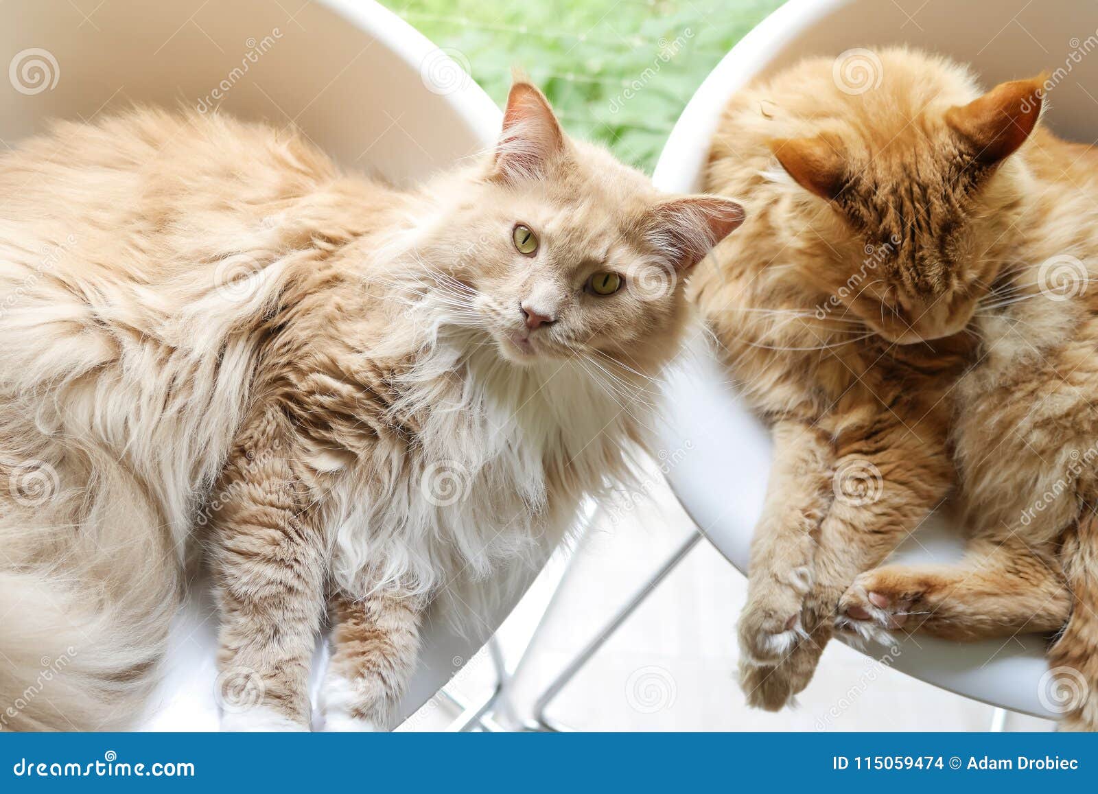 Pair of Maine Coon Cats on Tall Chairs Overhead Stock Photo - Image of ...