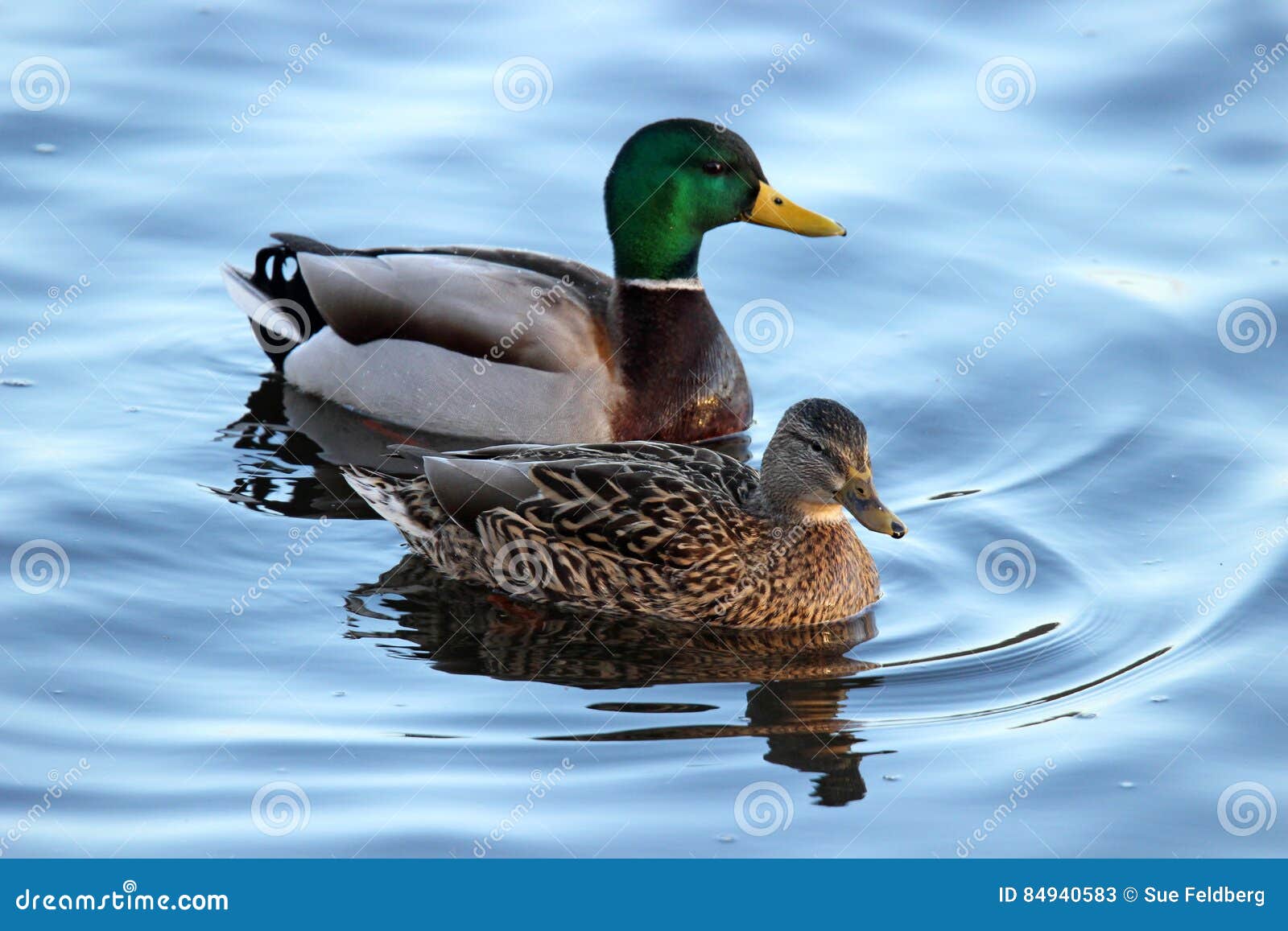 a pair of mallard ducks swimming on a pond