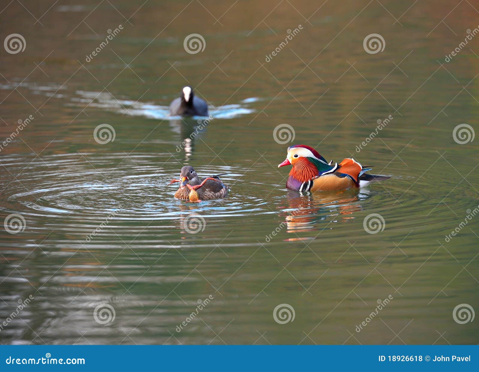 Pair of Mandarin Ducks. Female is Eating a Frog Stock Photo Image of