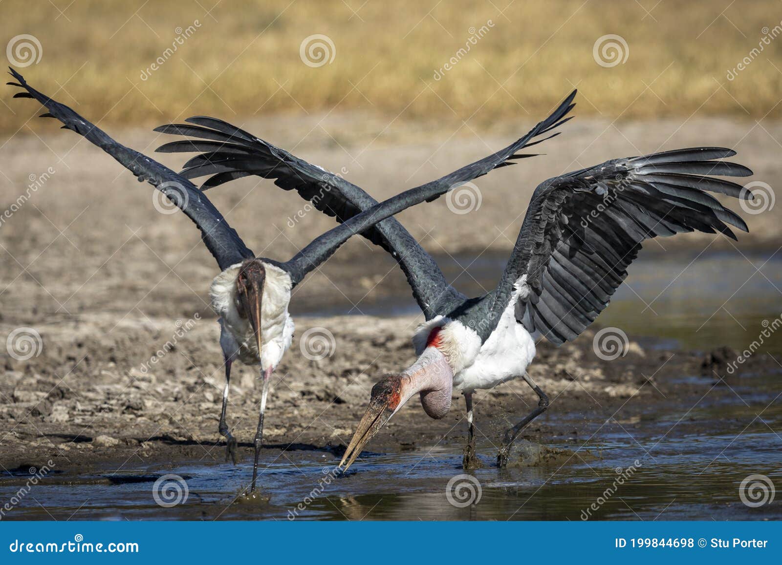pair of marabu storks with their wings open trying to take off in moremi okavango delta in botswana
