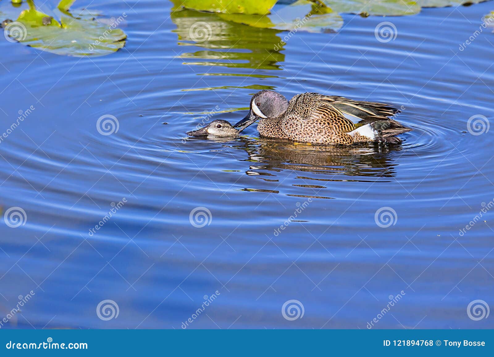 Mating BlueWinged Teal Ducks Stock Photo Image of animals, pond