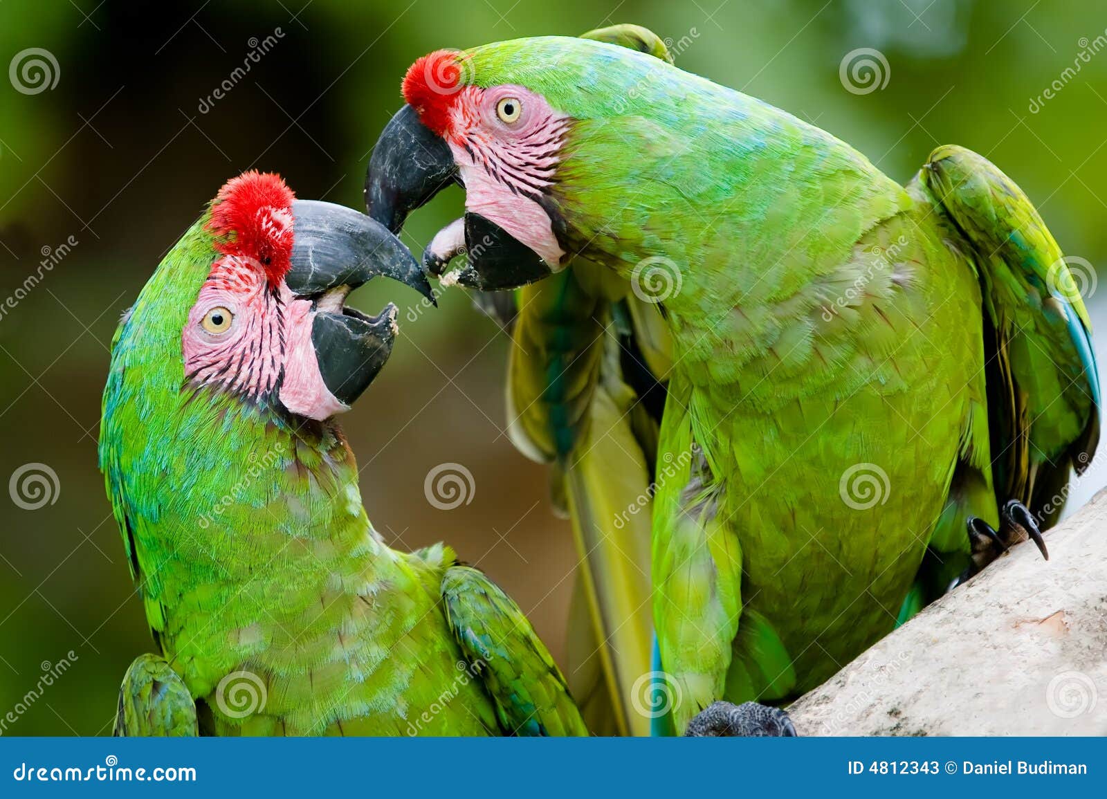 a pair of military macaws
