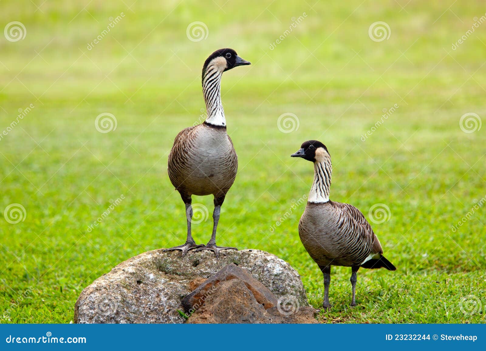 pair of nene geese