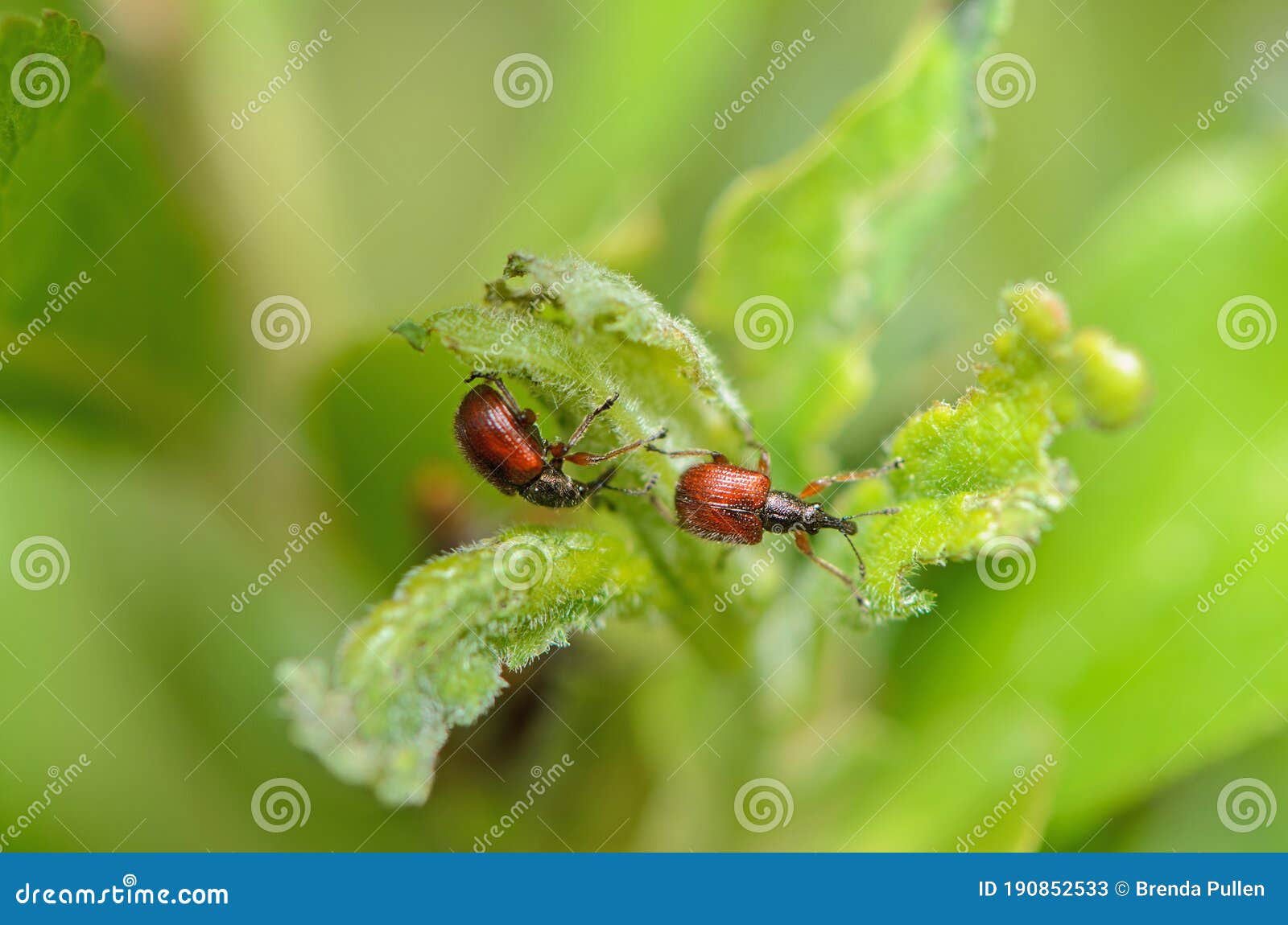 a pair of neocoenorrhinus aequatus appe fruit weevils