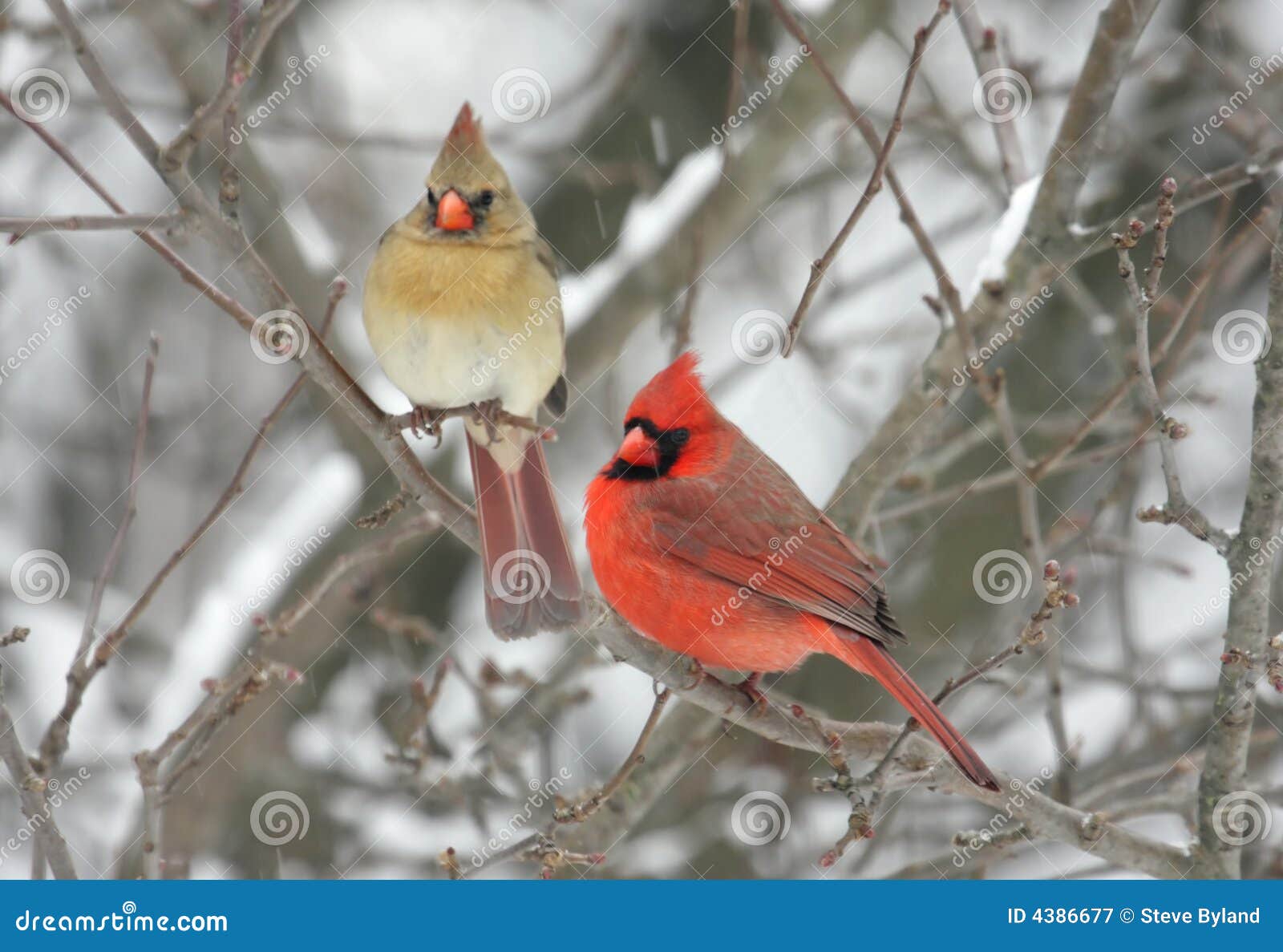 pair of northern cardinals