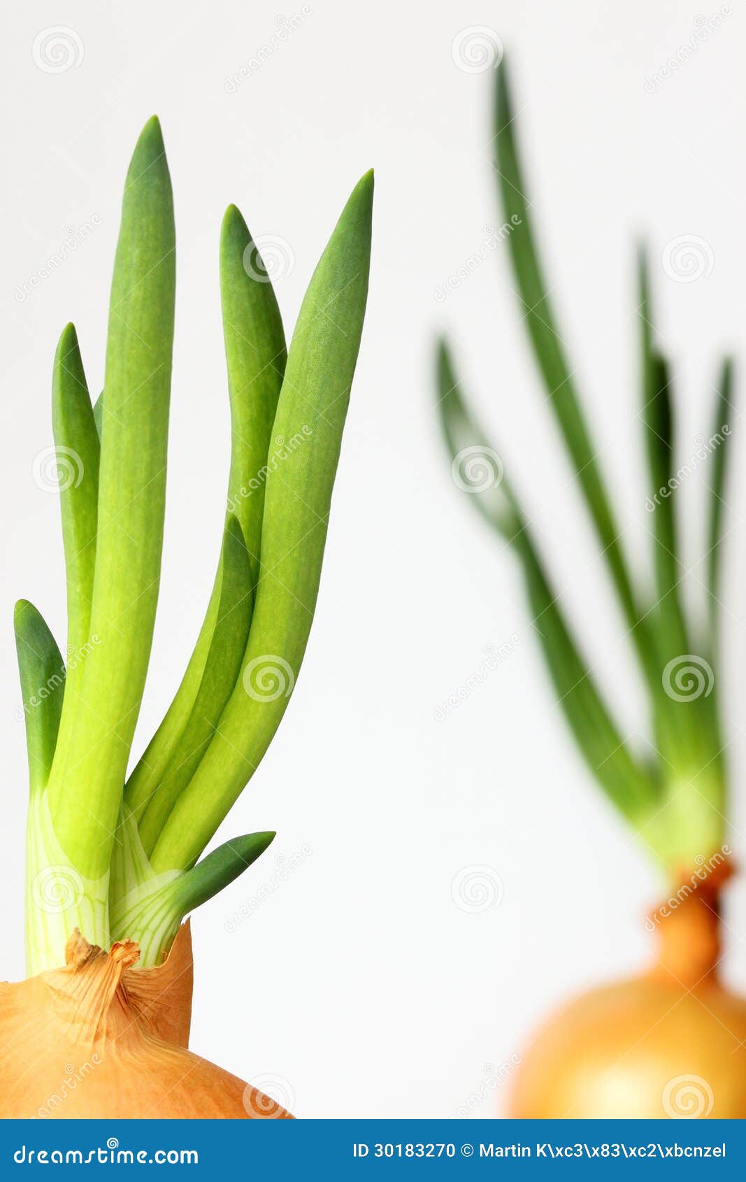 Growing onions stock photo. Image of stick, seeding, bulb 30183270