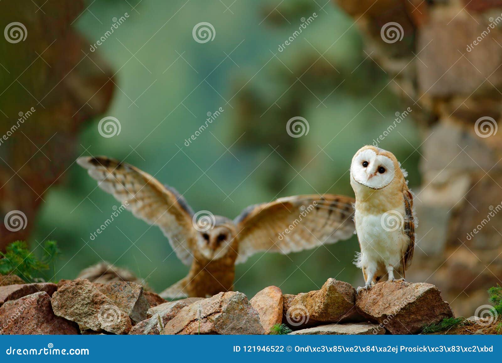 pair of owls on the stone wall. two barn owl, tyto alba, with nice wings flying above stone wall, light bird landing in the old ca