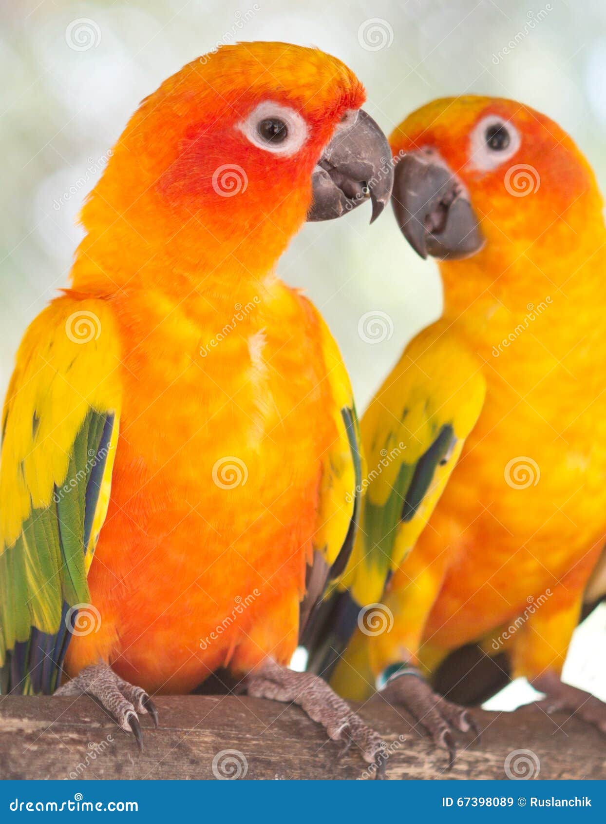 Pair of parrots stock image. Image of feather, nature 67398089