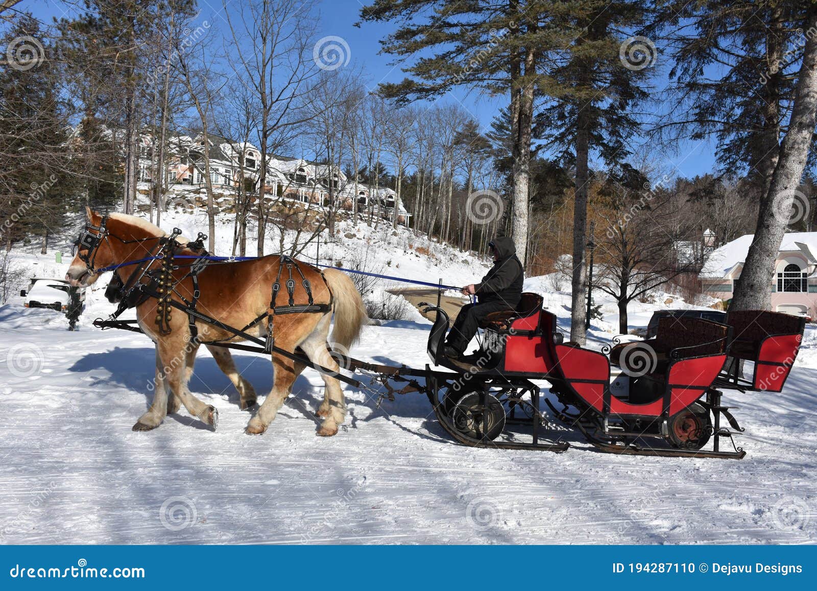 Chestnut Percheron Horses Pulling a Sleigh in the Winter Stock Photo