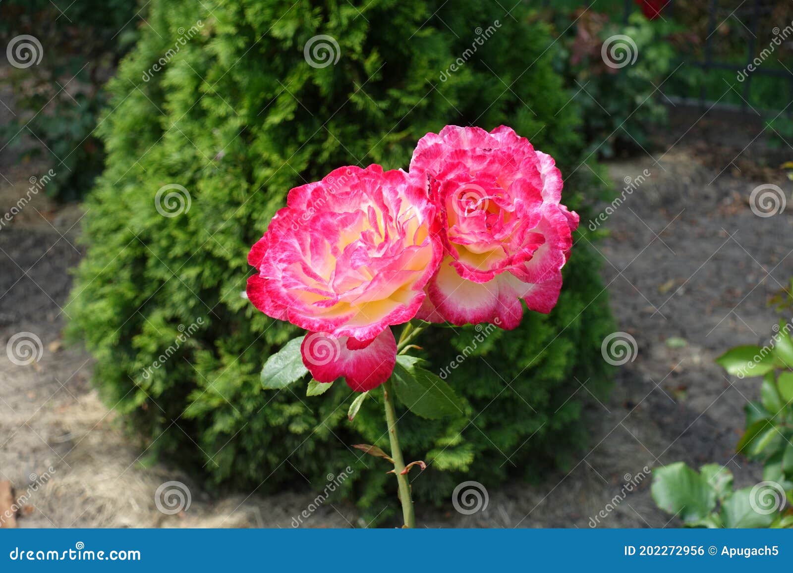 Pair of Pink and White Flowers of Rose in July Stock Photo Image of