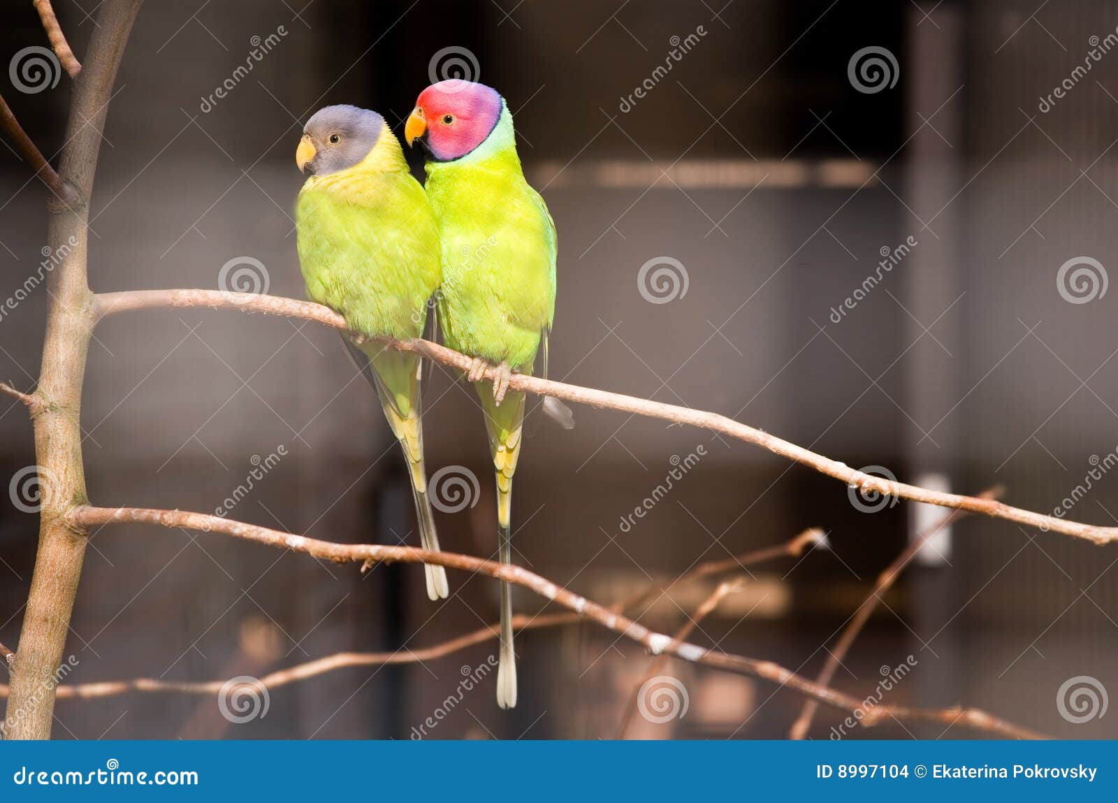 pair of plum-headed parakeet