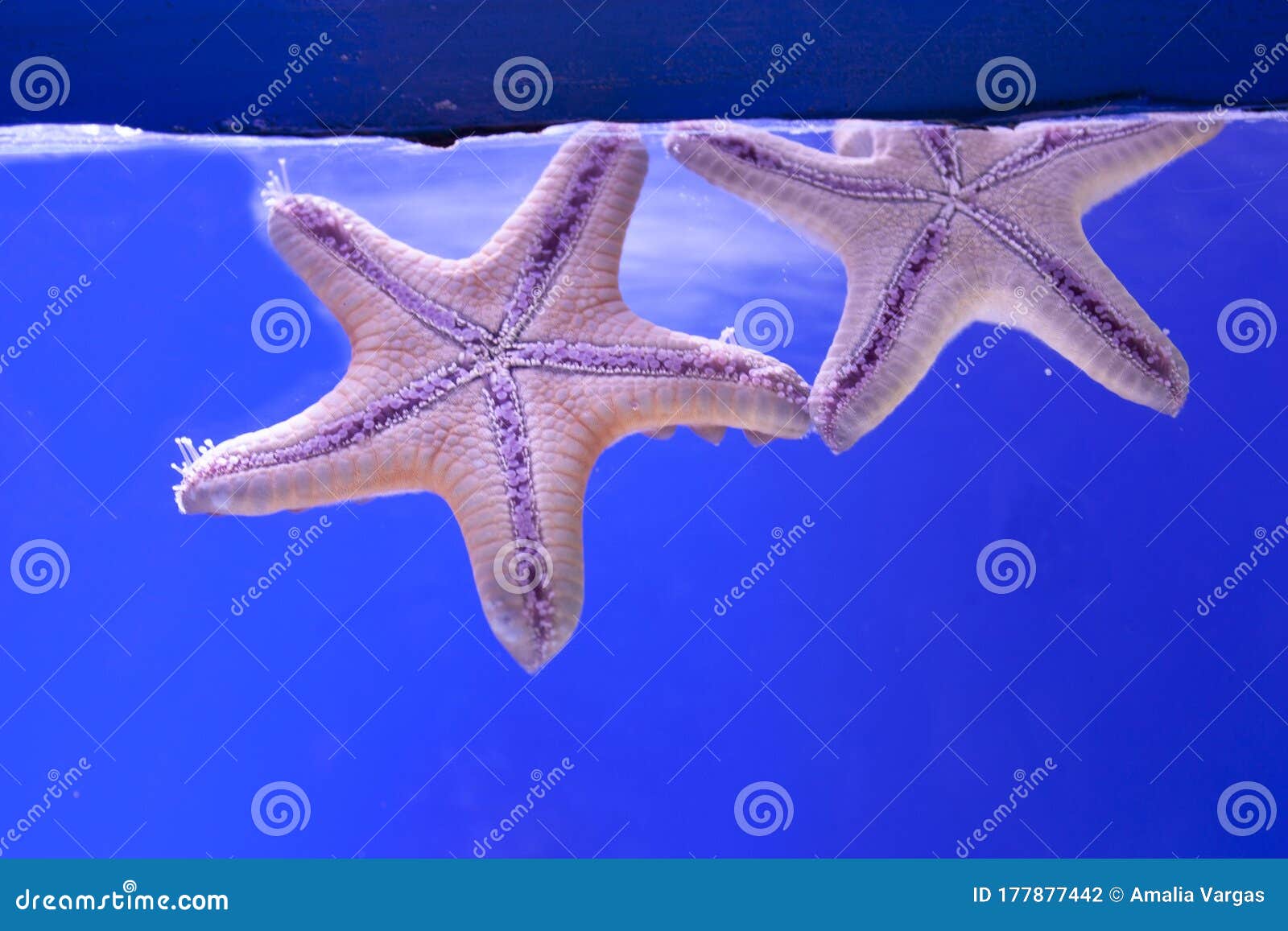 pair of 5-pointed starfish underwater on a blue background