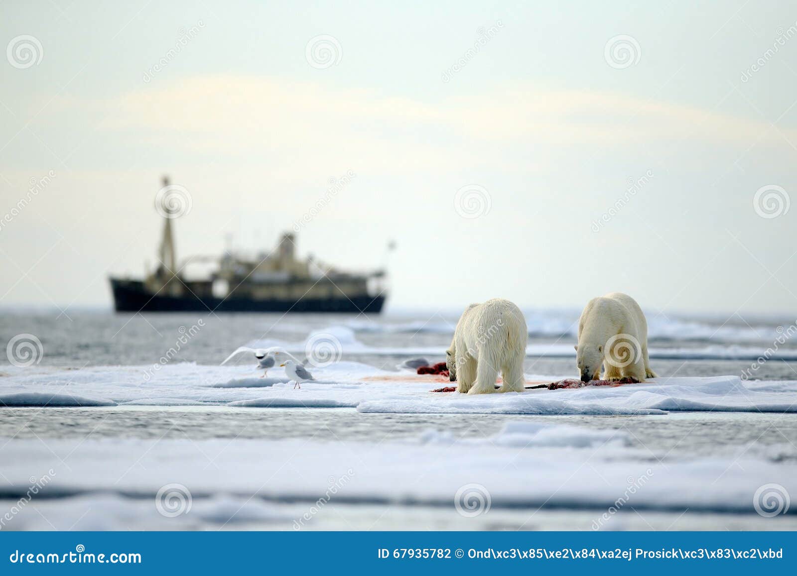 pair of polar bears with bloody kill seal in water between drift ice with snow, blurred cruise chip in background, svalbard, norwa