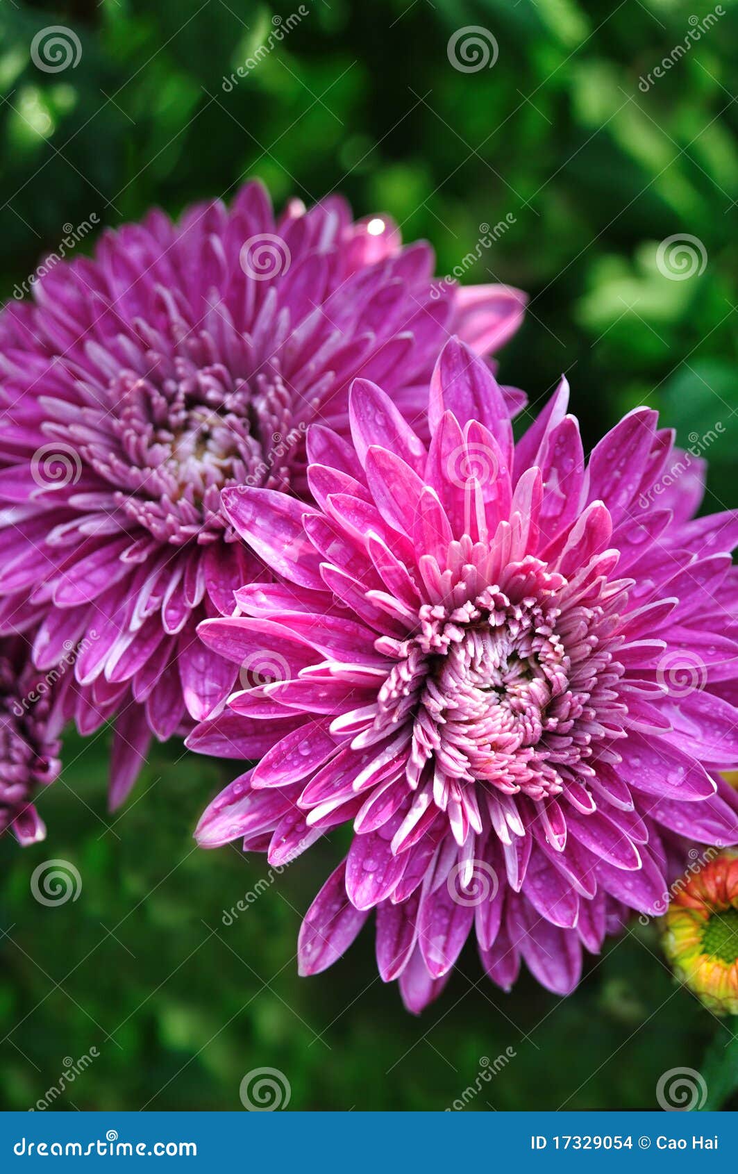 Pair Of Purple Chrysanthemum Stock Photo Image of chrysanthemum
