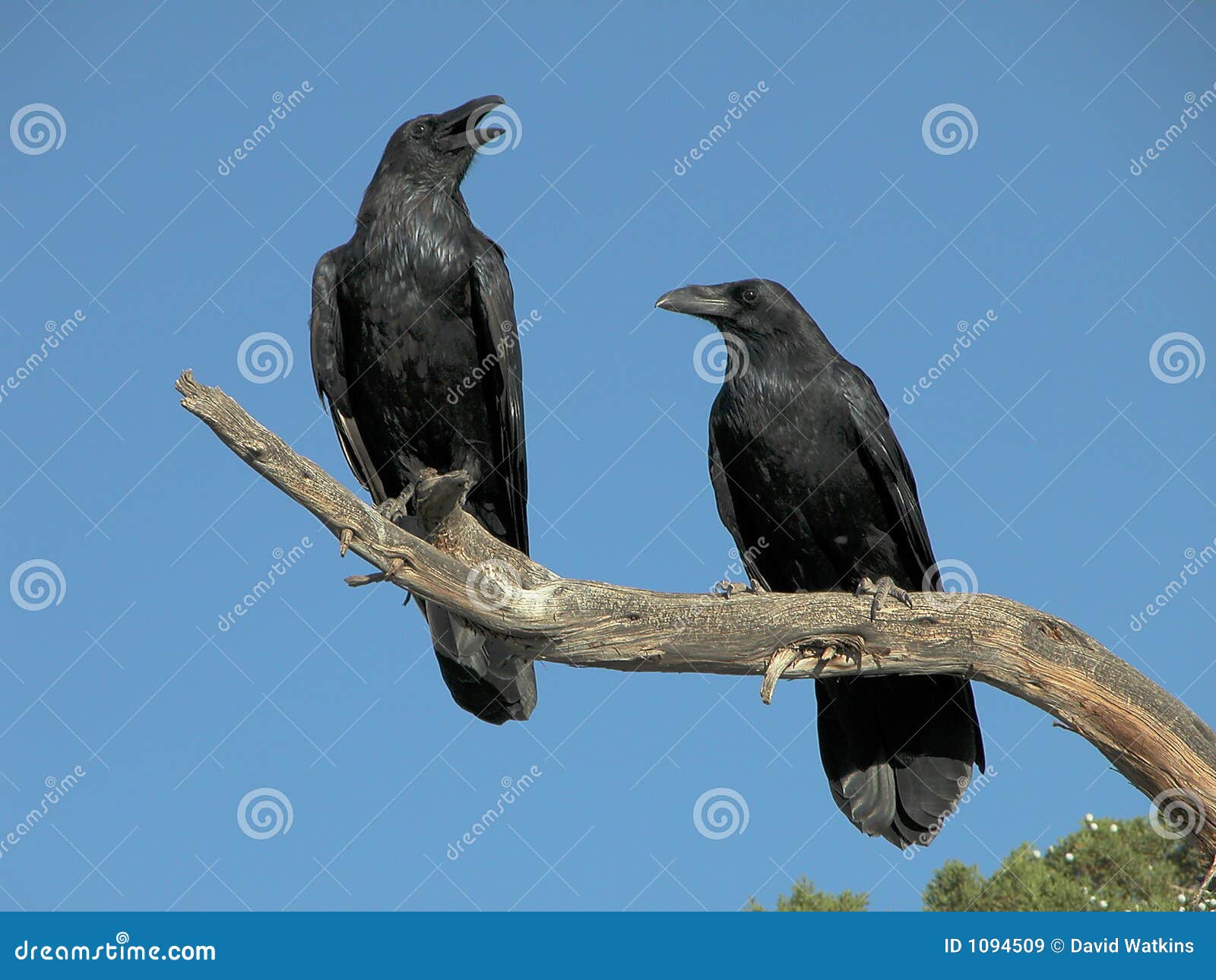 a pair of ravens