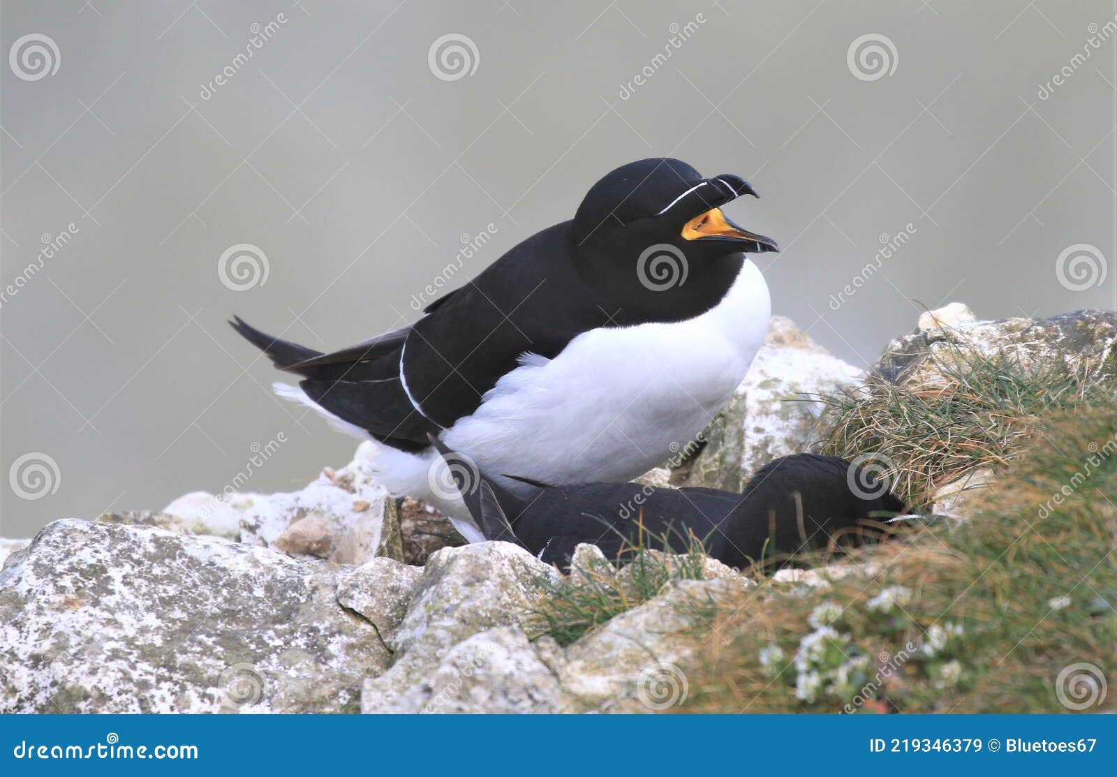 a pair of razorbills mating on cliff edge