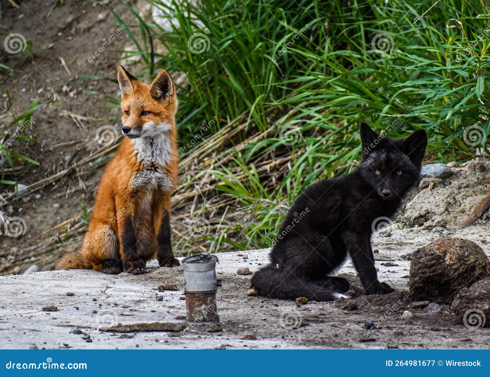 Pair of a Red and Black Foxes Sitting Outdoors in Their Habitat Stock