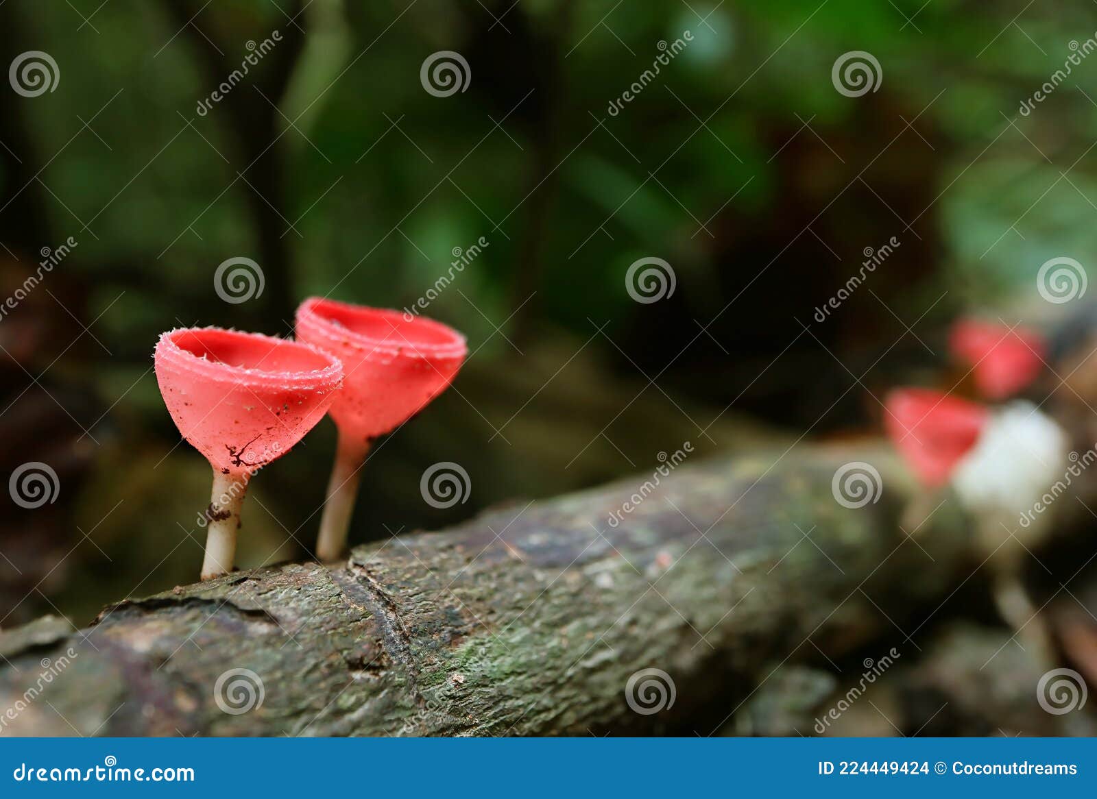 Pair of Red Cup Mushrooms Growing on Decayed Log in the Rainforest of