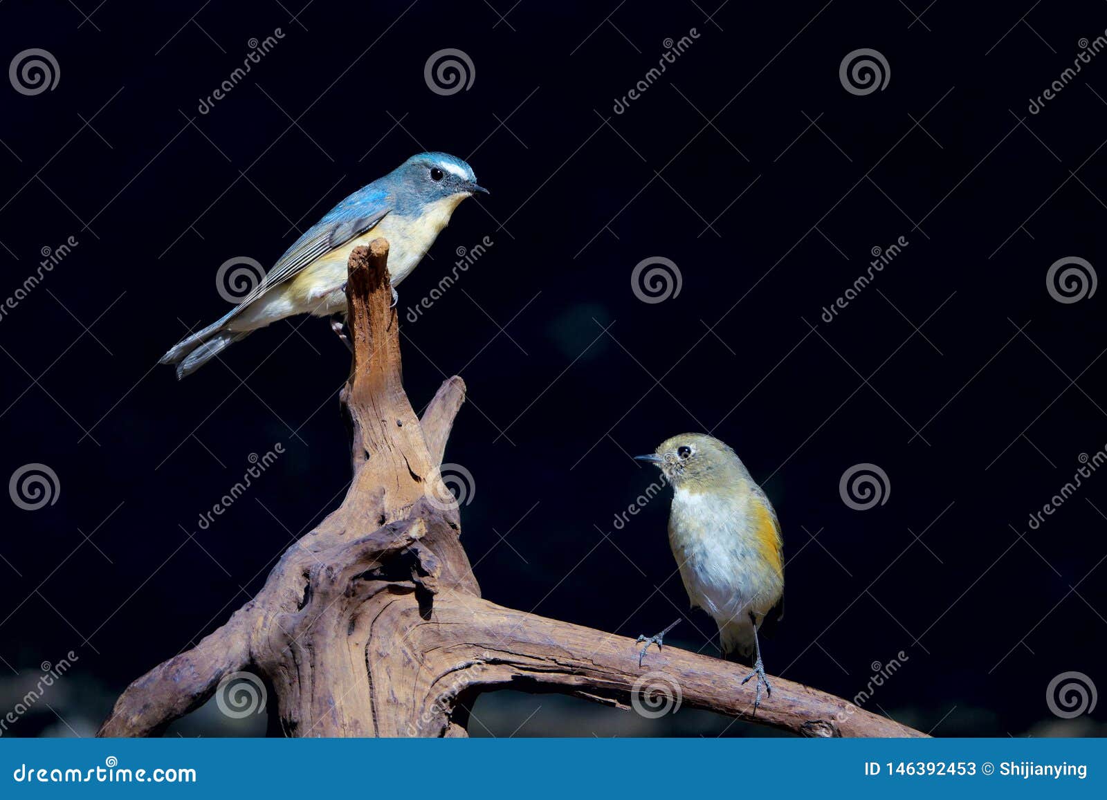 red-flanked bush robin