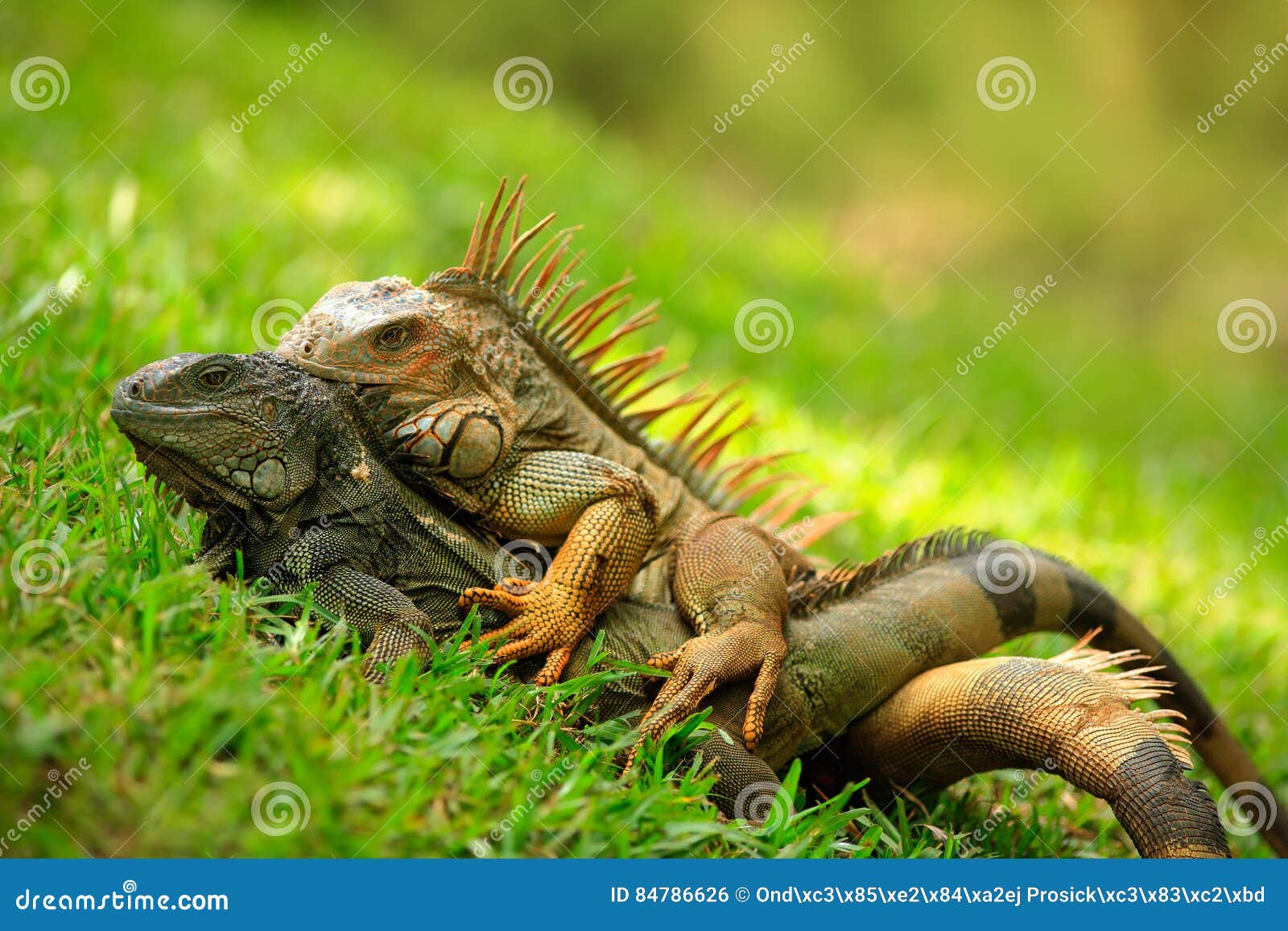 pair of reptiles, orange iguana, ctenosaura similis, male and female sitting on black stone, chewing to head, animal in the nature