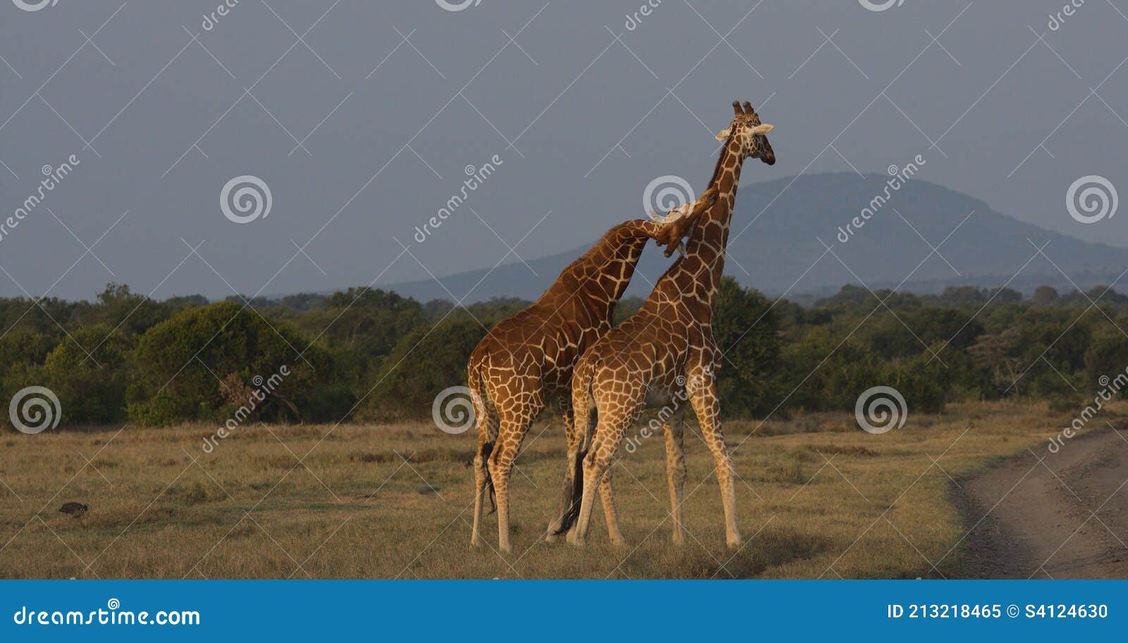 a pair of reticulated giraffes engaging in necking ritual in the wild, kenya