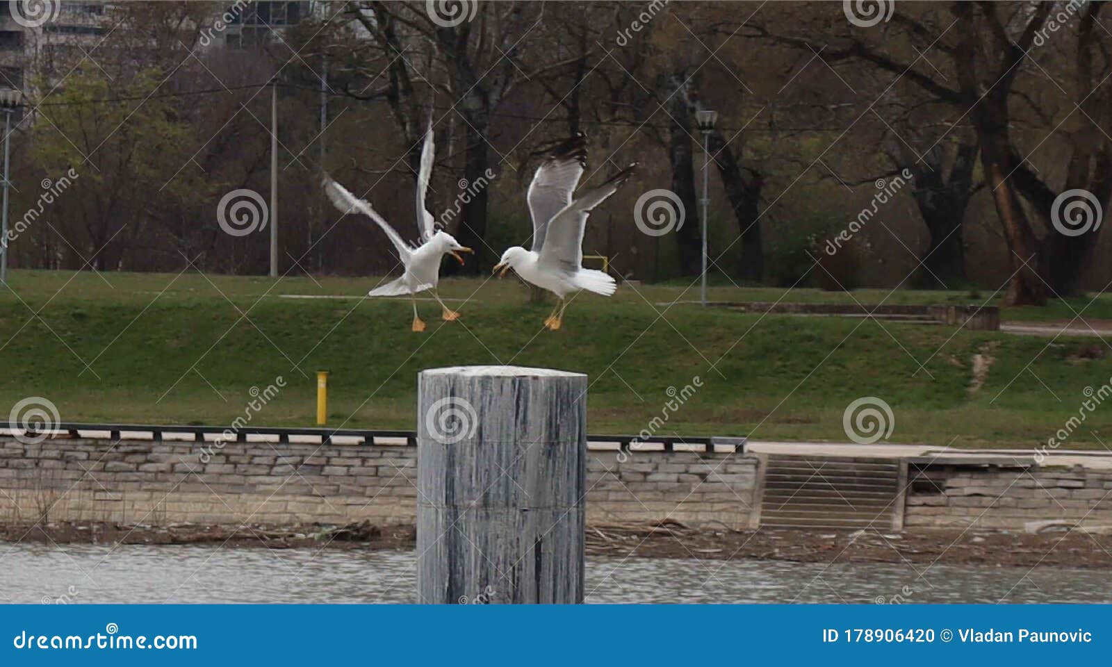 Pair of River Seagulls Dancing and Fighting Version 2 Stock Photo