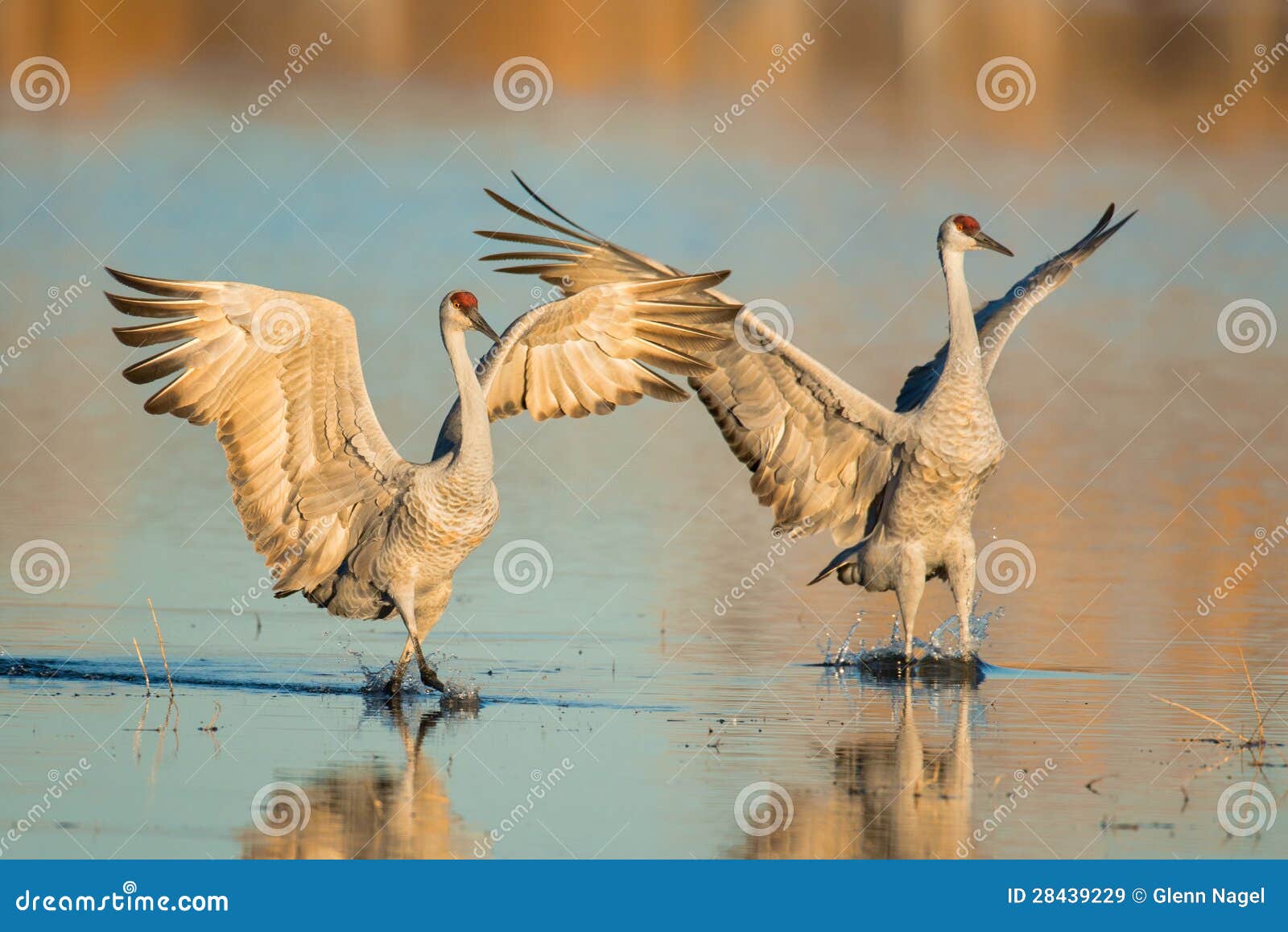a pair of sandhill crane