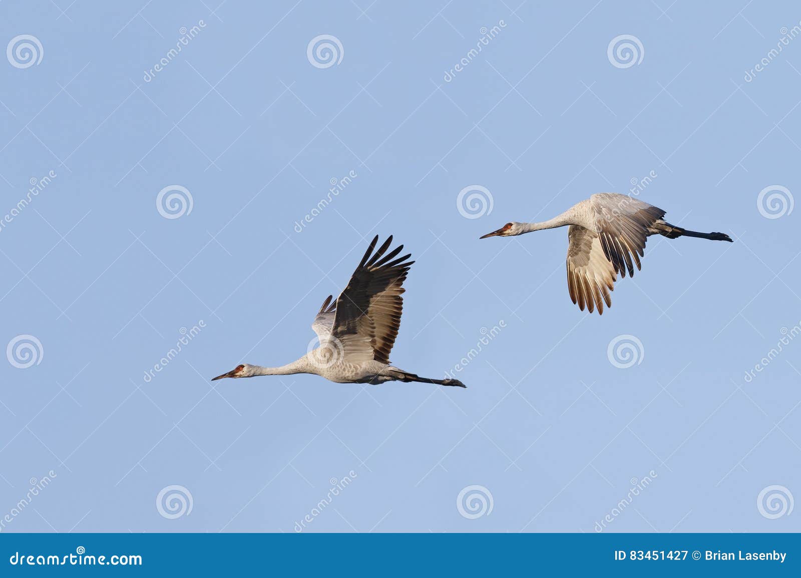 pair of sandhill cranes grus canadensis in flight - gainesvill