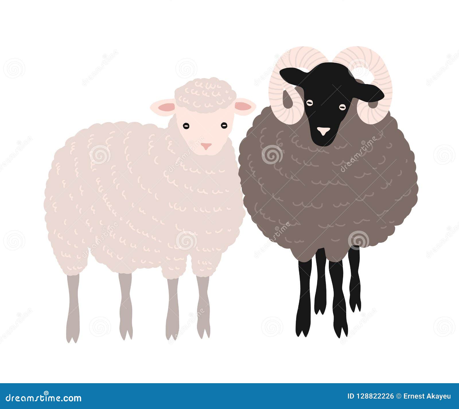 pair of sheep and ram standing together. adorable barnyard domestic ruminant animals or farm livestock  on white