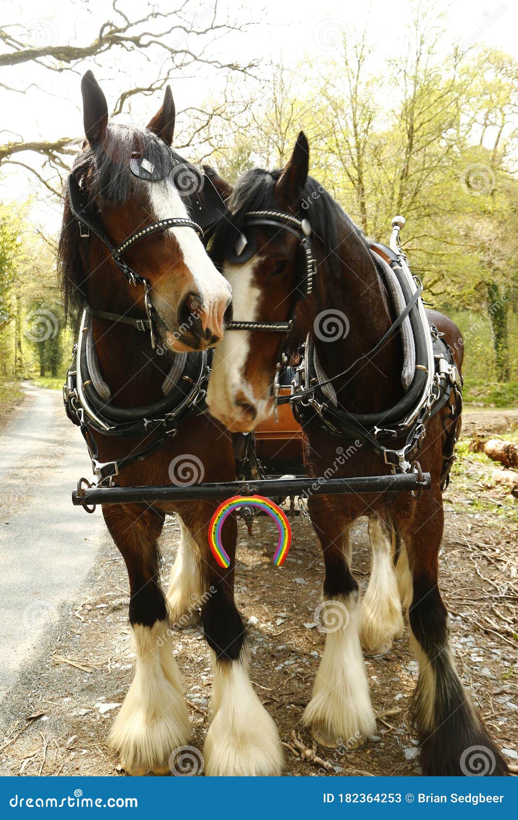 pair of shire horses harnessed together with the nhs rainbow colours on a horse shoe attached to their harness