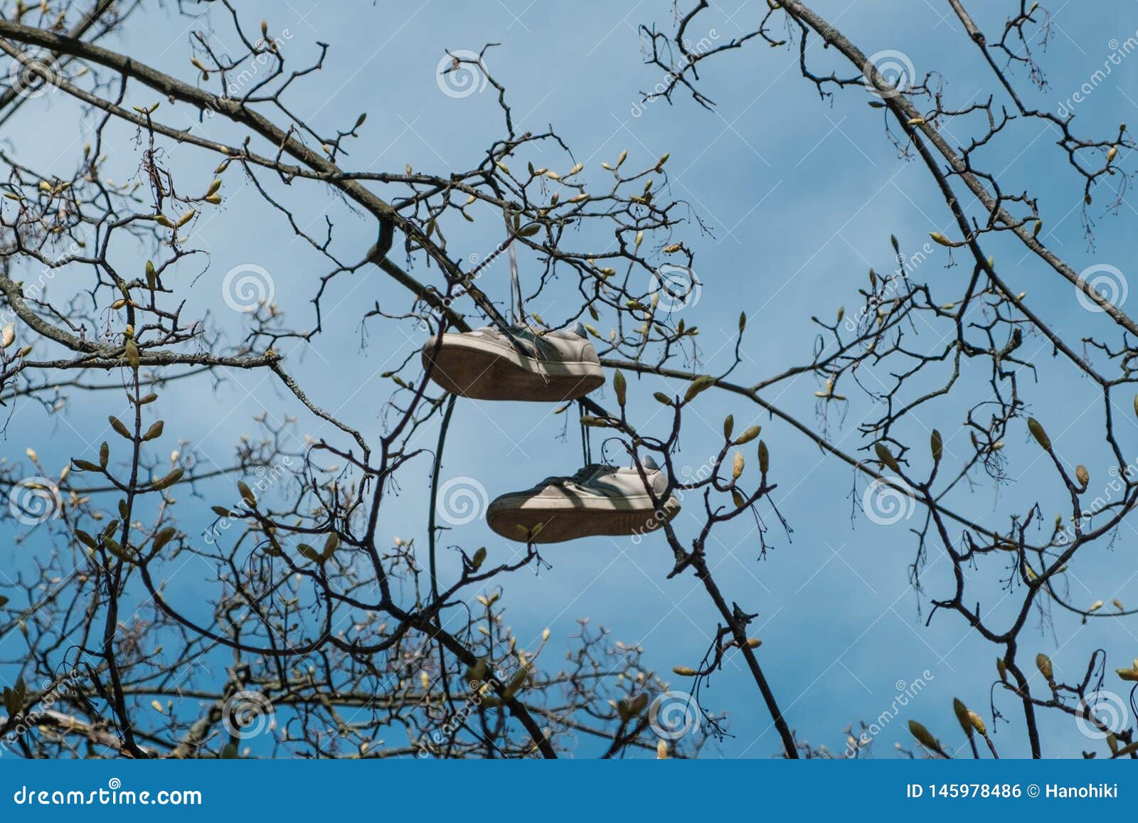 Pair of Shoes Hanging in Tree Isolated Stock Photo Image of shoe