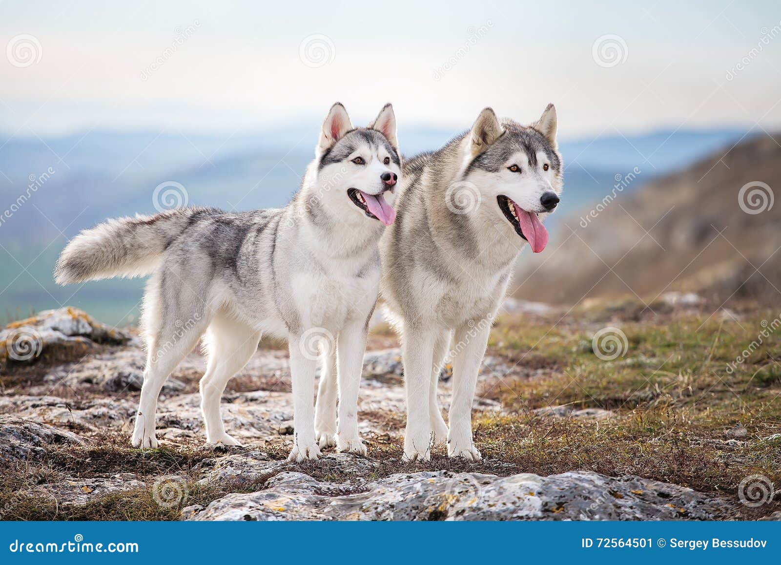 are siberian huskies better in pairs