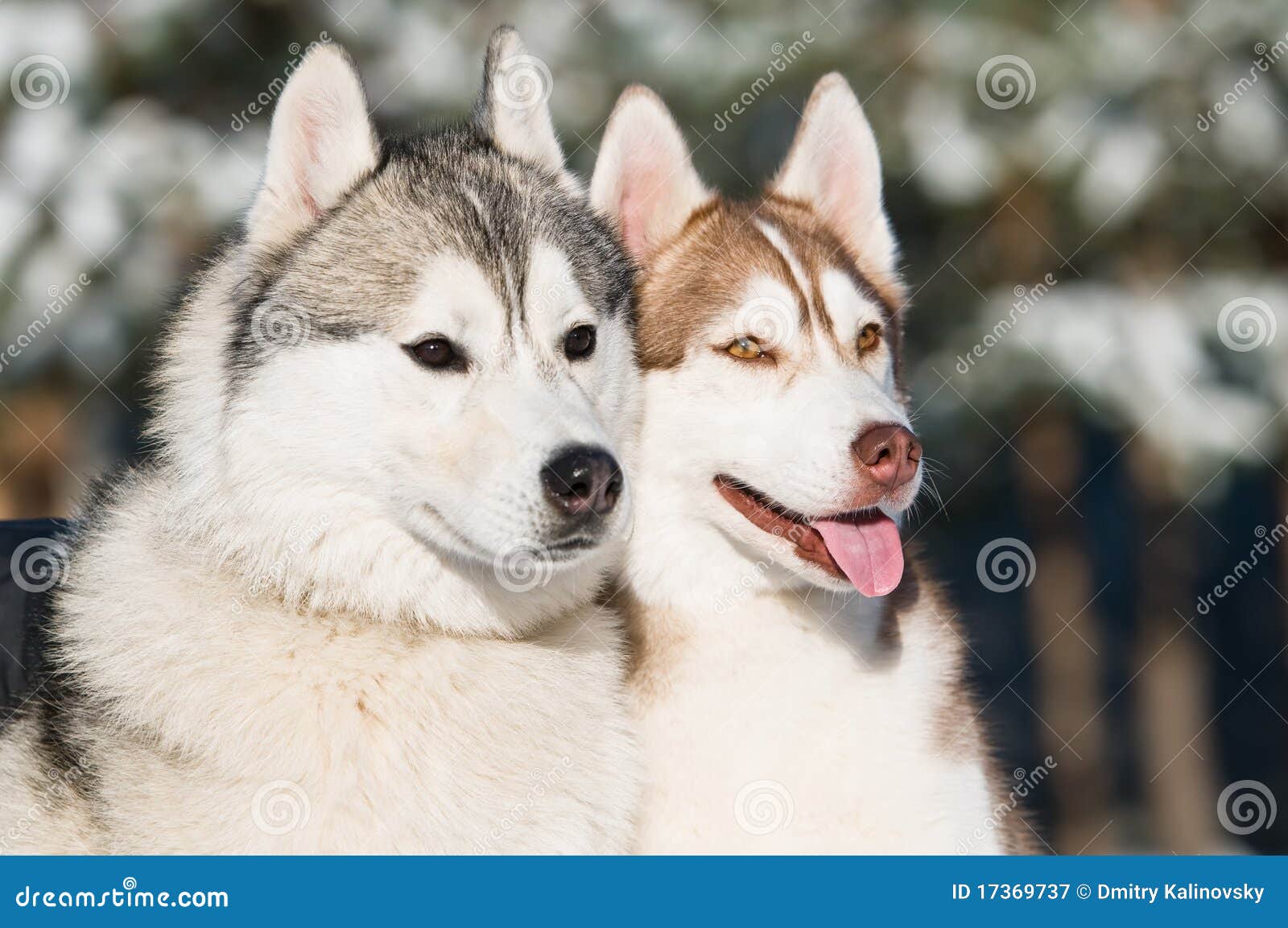 are siberian huskies better in pairs