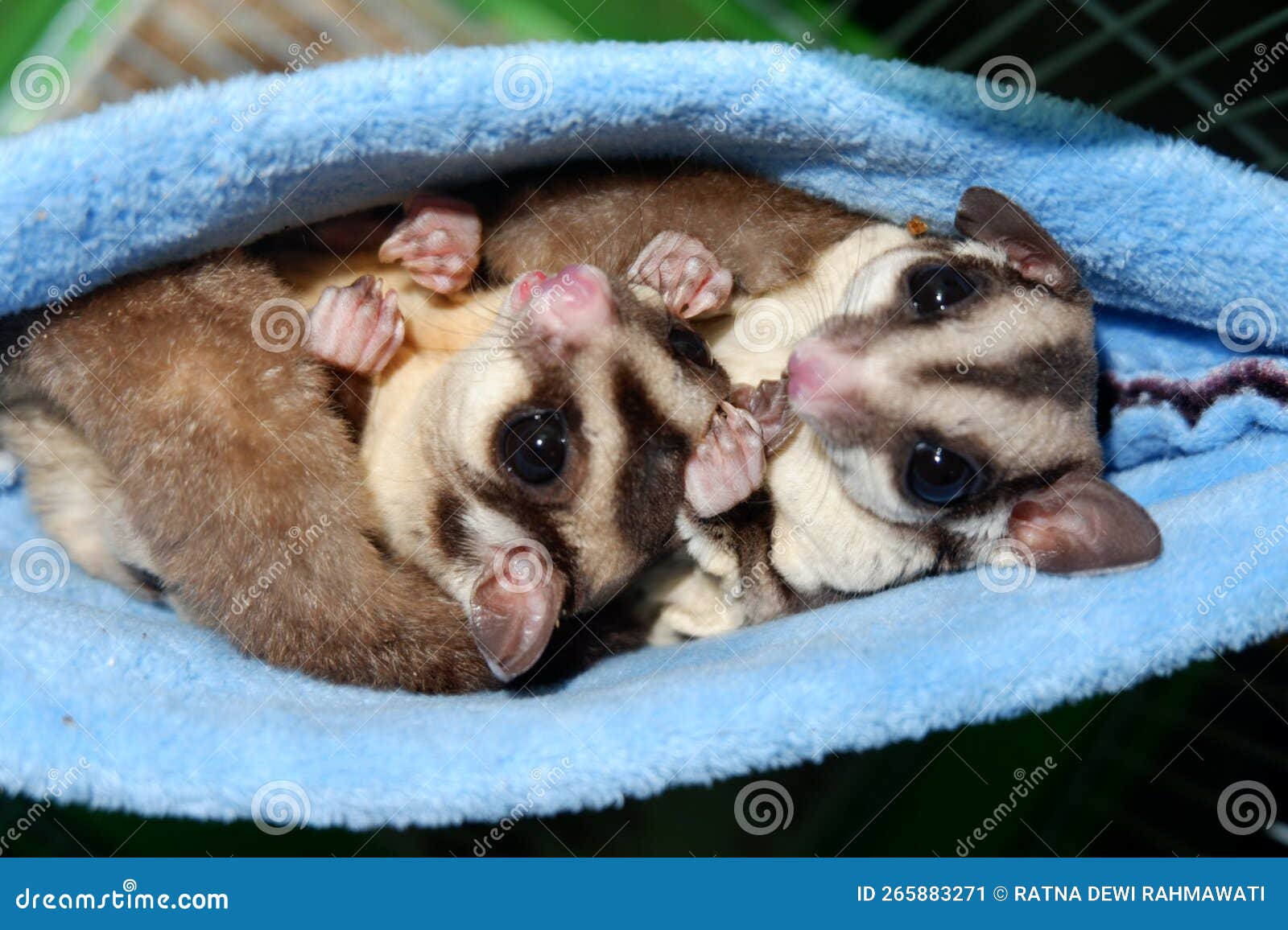 A Pair of Small Sugar Gliders Playing Together and Very Happy Stock