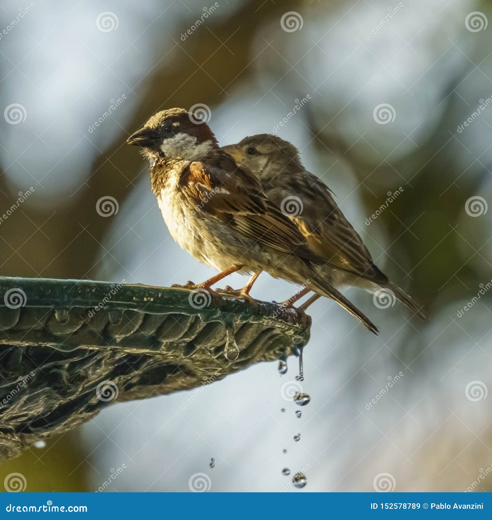 pair of spanish sparrows male and female percched on iron fountain